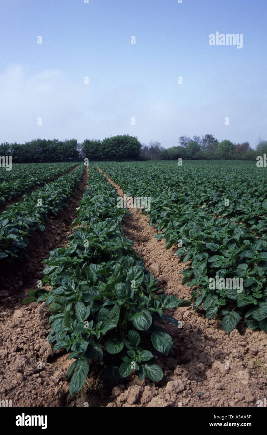 Field of jersey royal potatoes hires stock photography and images Alamy
