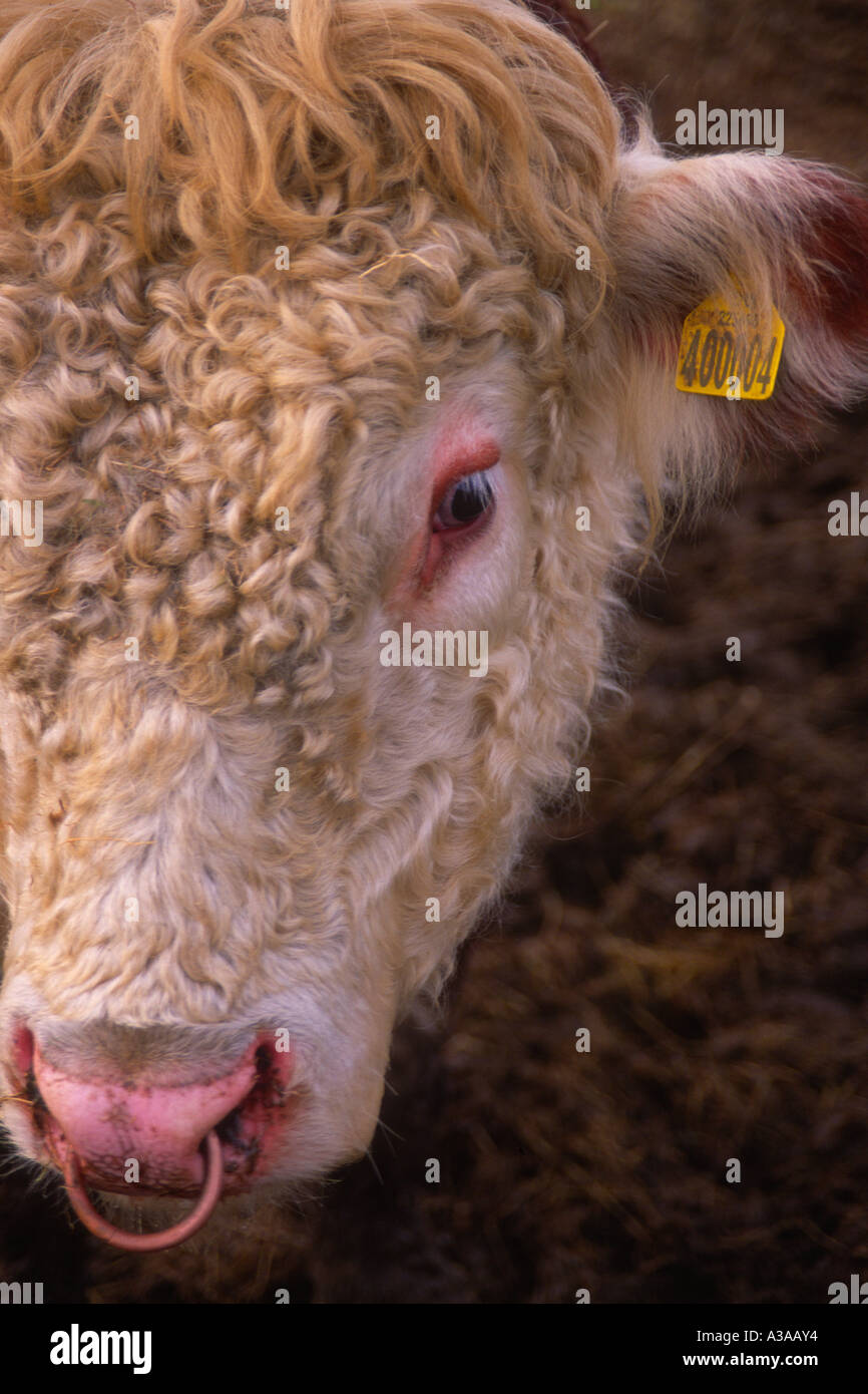 Hereford Bull Head High Resolution Stock Photography and Images - Alamy
