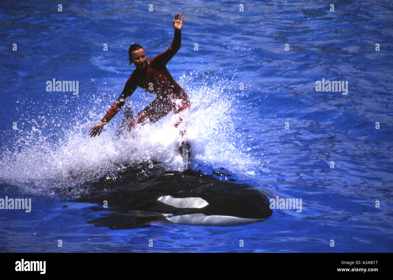 Riding a killer whale Stock Photo - Alamy