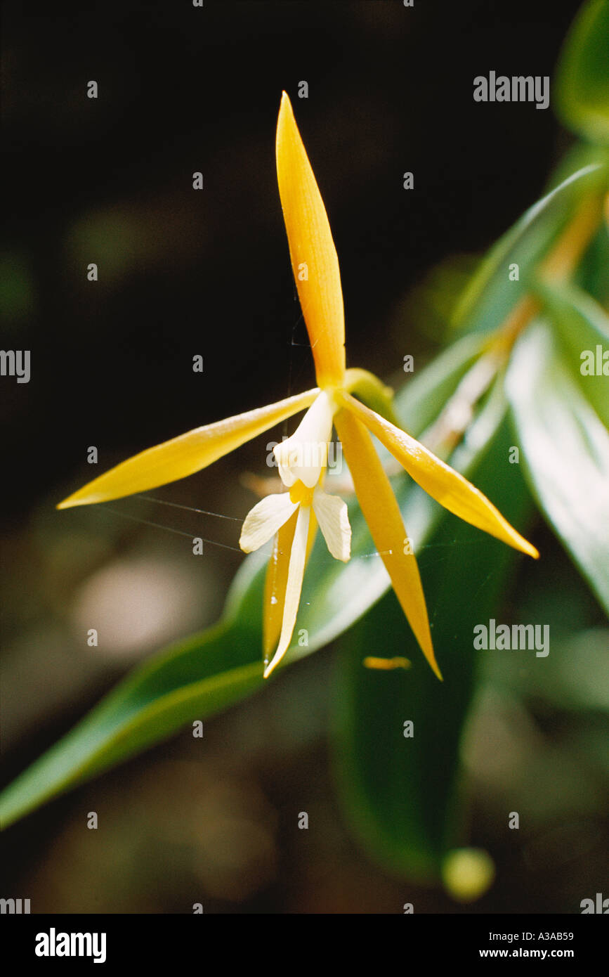 Epidendrum nocturnum, epiphytic orchid growing in forest gallery in Venezuela, South America. Stock Photo