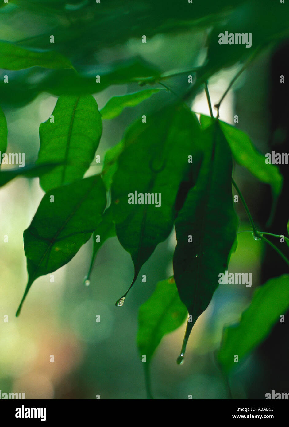 Drip Tips In The Tropical Rainforest