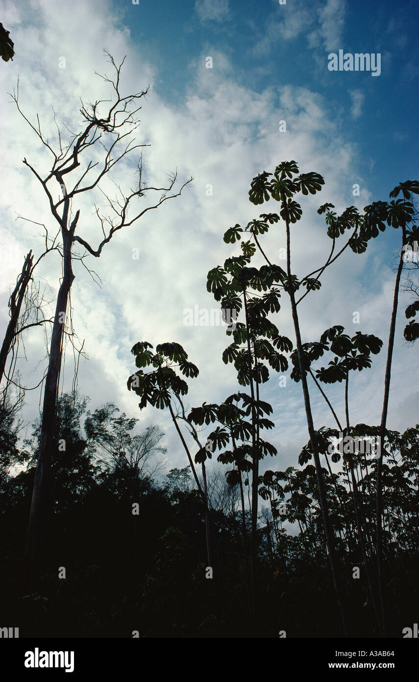 Secondary growth following slash and burn cultivation in Tropical Rain Forest Cecropia tree Moraceae a typical colonizer tree Stock Photo