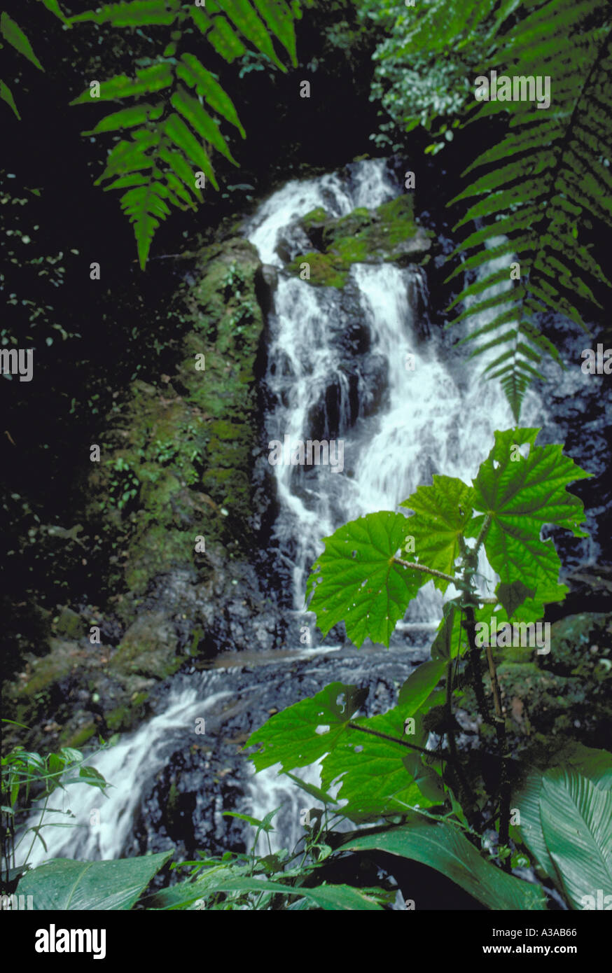 Begonia capanemae in front of waterfall. Atlantic Forest (Mata Atlântica), Serra do Mar mountain range, São Paulo State, Brazil. The Atlantic Forest is a biodiversity hotspot. Stock Photo