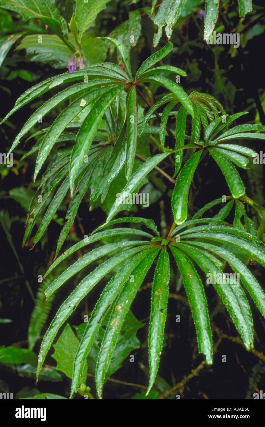 Begonia luxurians in Atlantic Forest (Mata Atlântica) in Serra do Mar mountain range, Rio de Janeiro State, Brazil. The Atlantic Forest is a biodiversity hotspot. Stock Photo