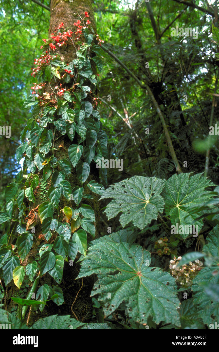 Begonia capanemae (bottom right) and climbing blooming Begonia radicans in Atlantic Forest (Mata Atlântica), Serra do Mar mountain range, São Paulo State, Brazil. The Atlantic Forest is a biodiversity hotspot. Stock Photo
