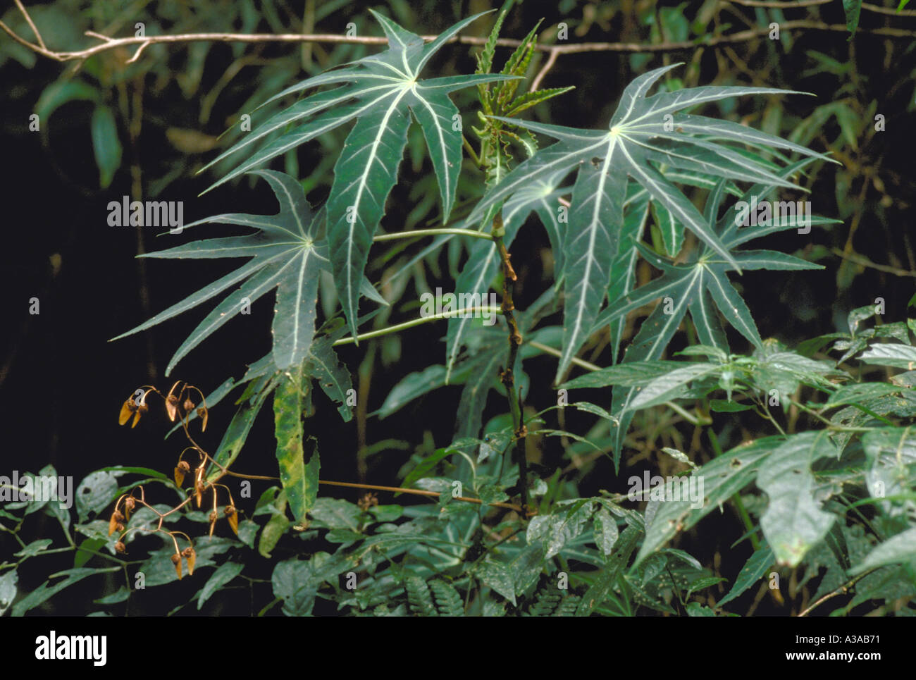 Begonia paranaensis in Atlantic Forest (Mata Atlântica), Serra do Mar, São Paulo State, Brazil. The Atlantic Forest is a biodiversity hotspot. Stock Photo