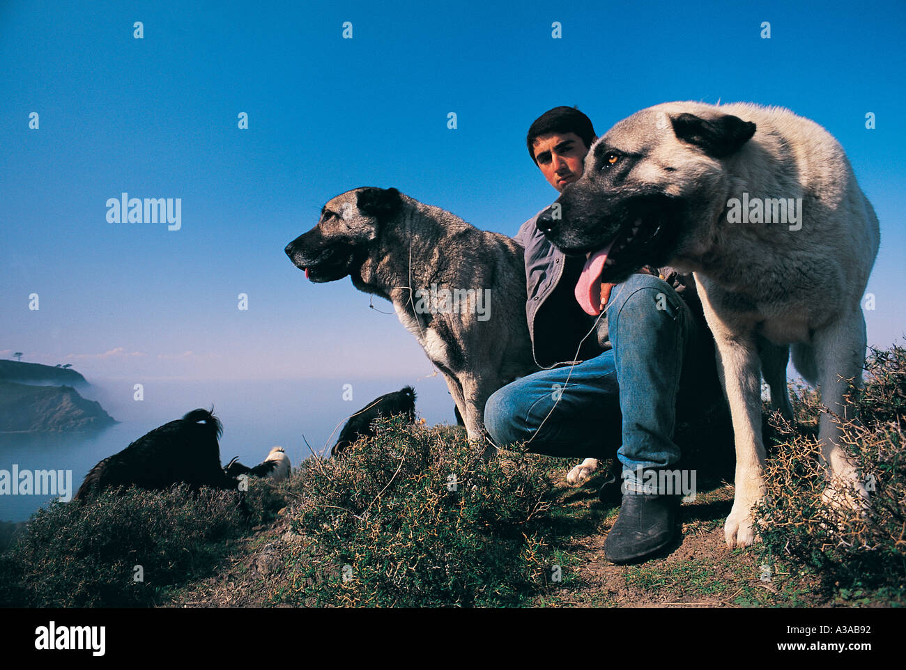 Turkish Kangal dogs Stock Photo