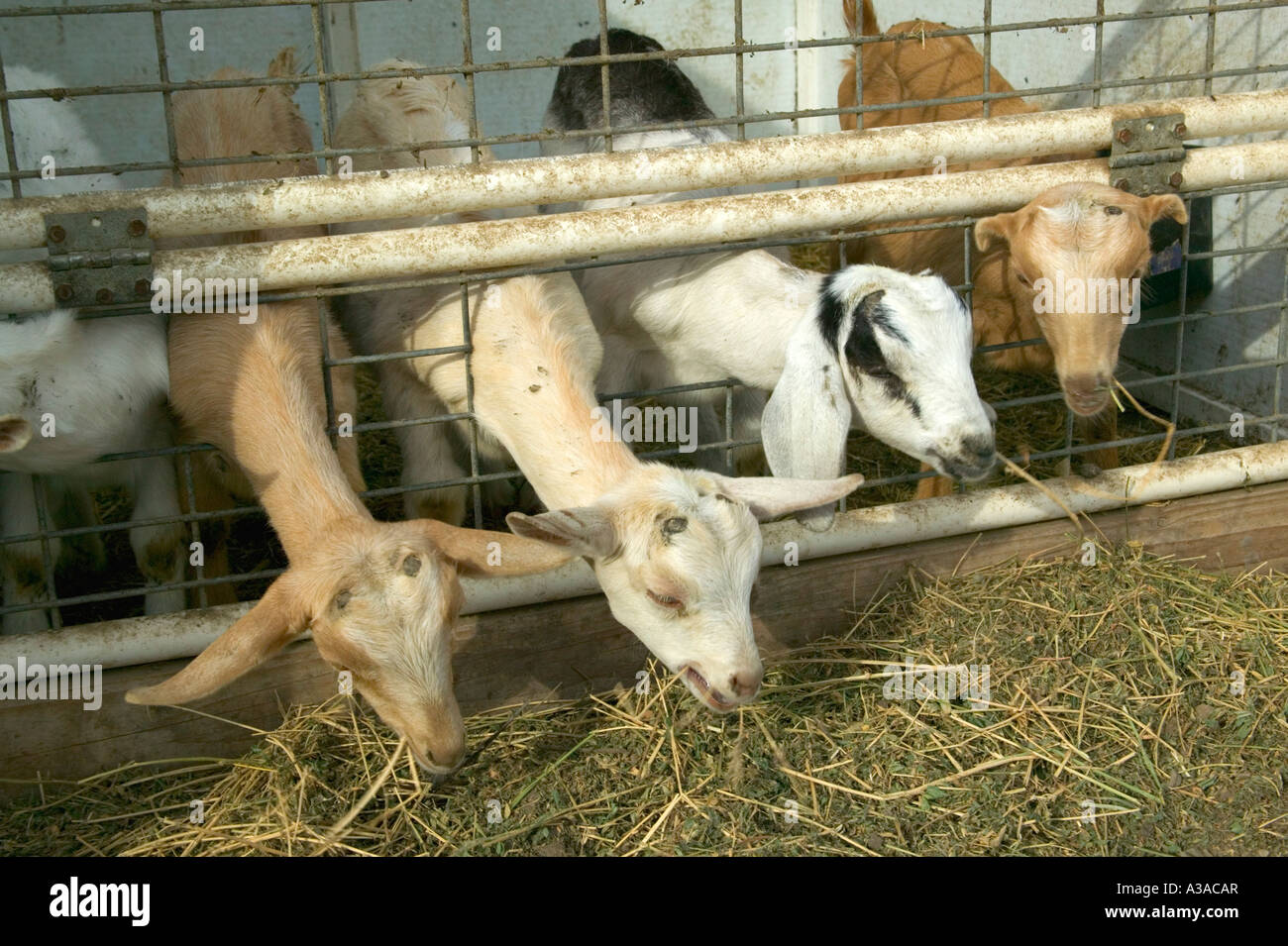 Kids feeding on alfalfa, dairy goat farm, California Stock Photo Alamy