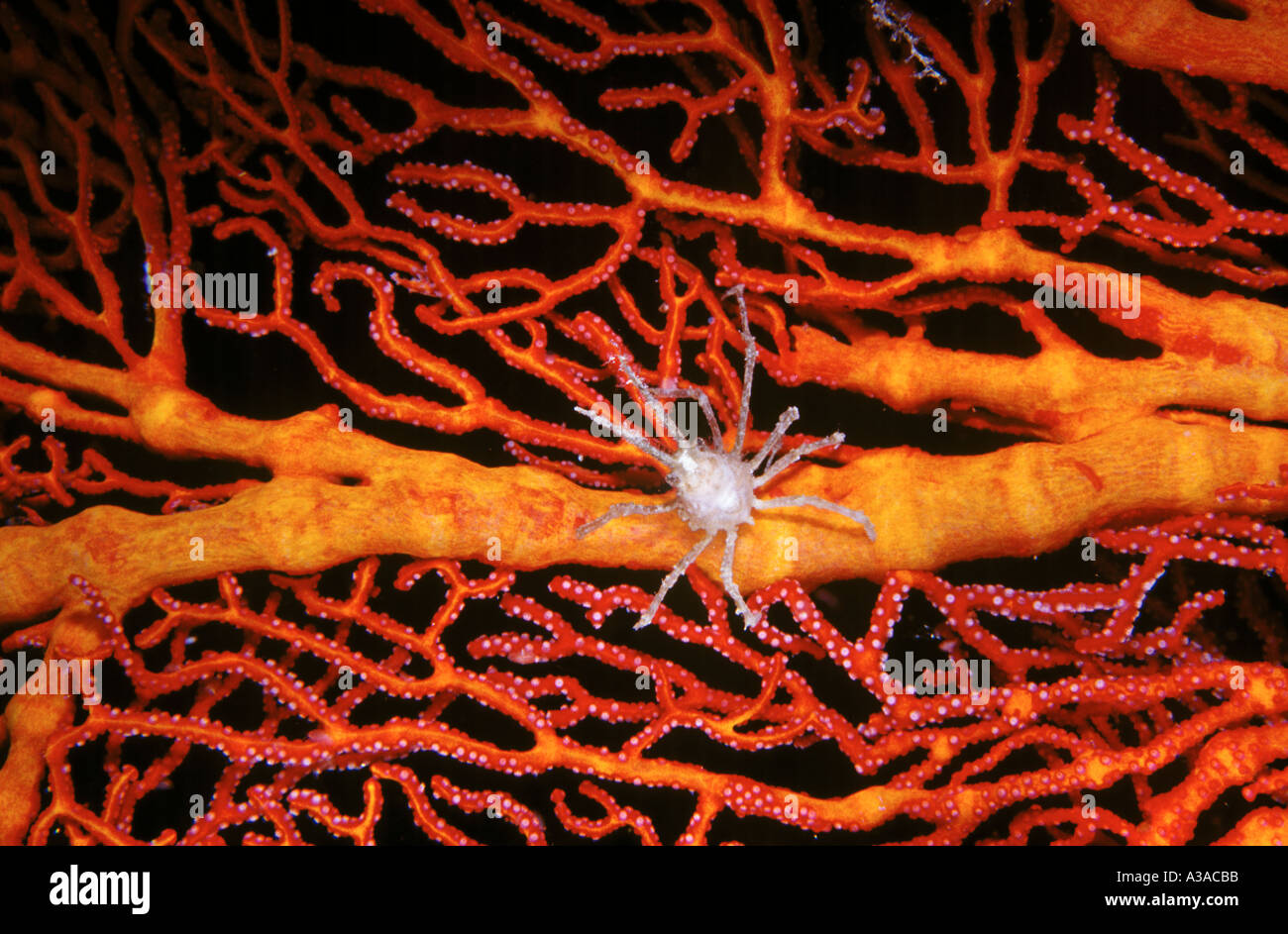 White Soft coral crab Naxioides taurus on red Gorgonian at Big Drop-off Ngemelis Wall Palau Micronesia Stock Photo