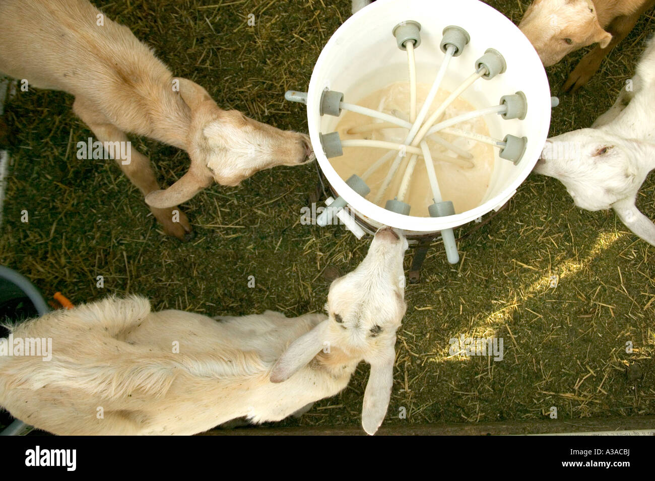 Kids feeding nursing bucket, dairy goat farm, Stock Photo