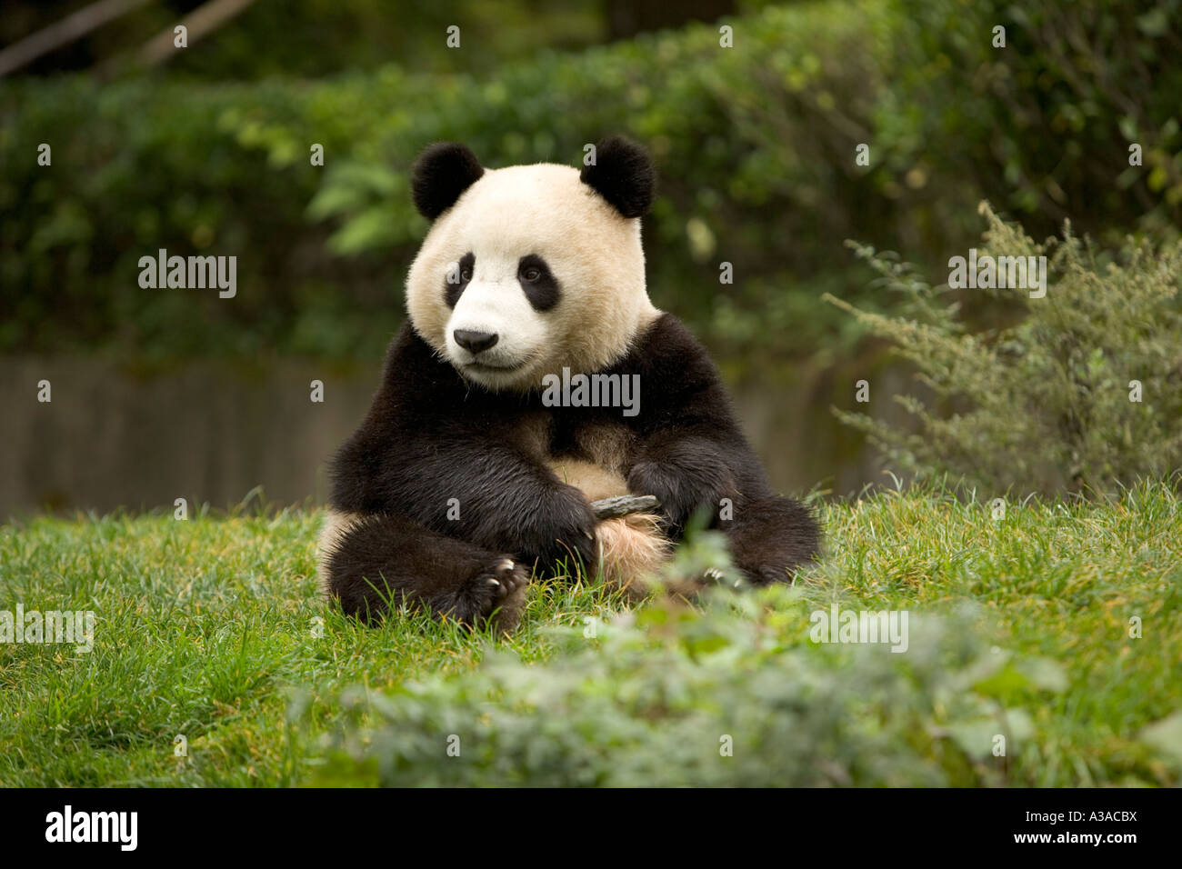 Giant Panda sitting  edge of forest, green meadow, Wolong Nature Reserve. Stock Photo
