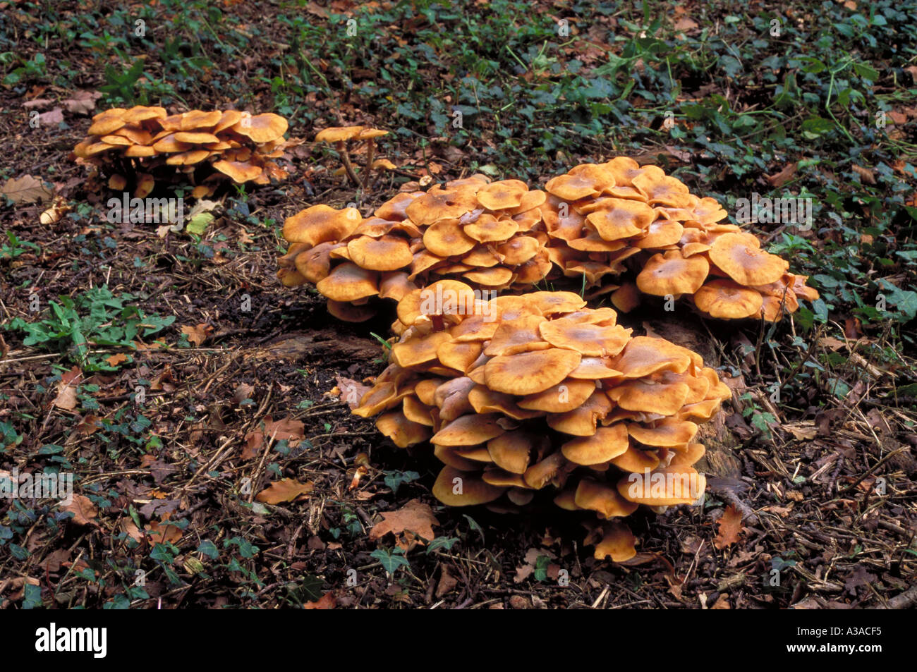 Fungus in woodland hi-res stock photography and images - Alamy