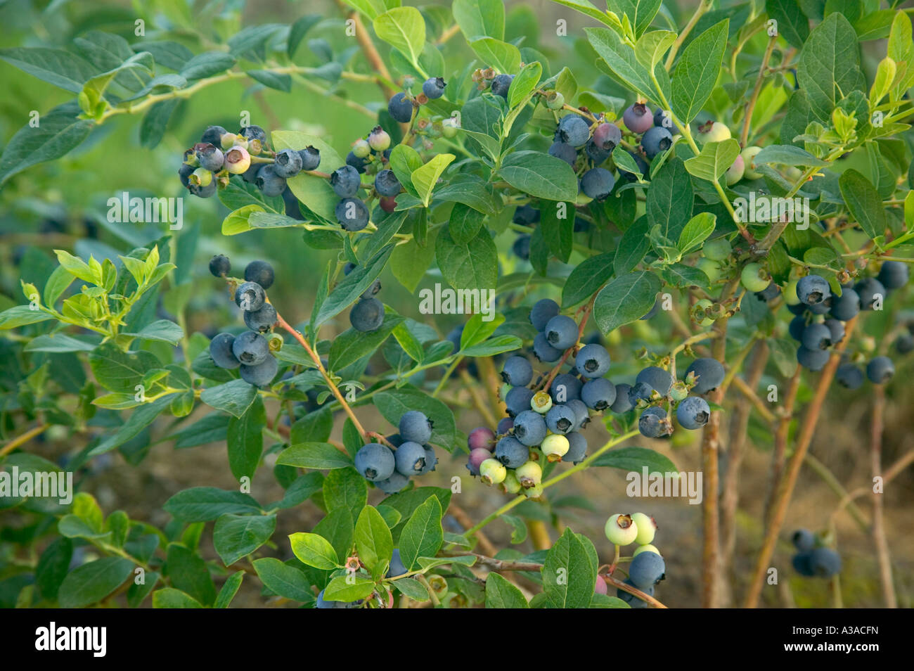 Blueberries growing on bush 'Early Blue' variety, California Stock