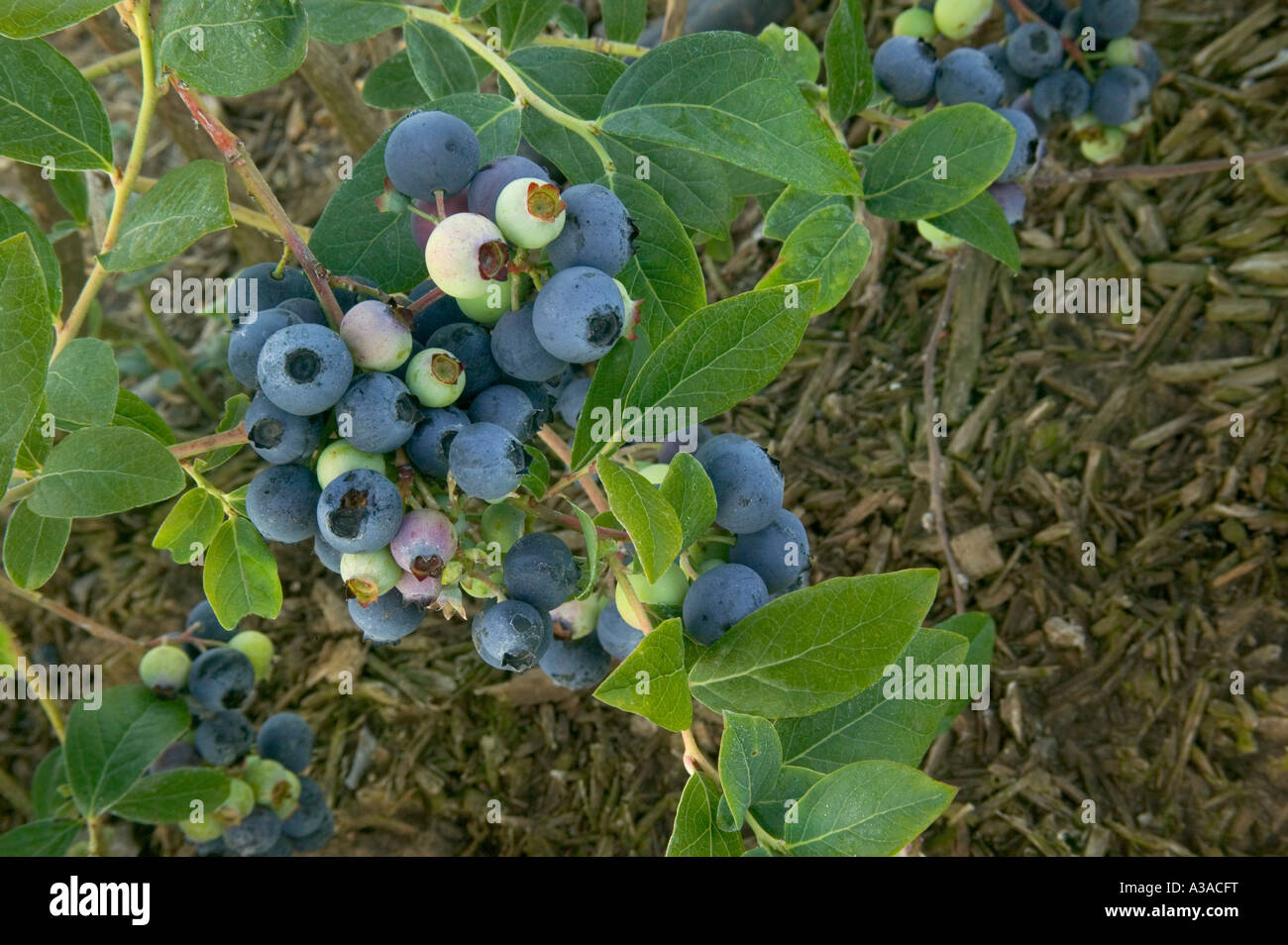 Blueberries growing on bush 'Early Blue' variety, California Stock