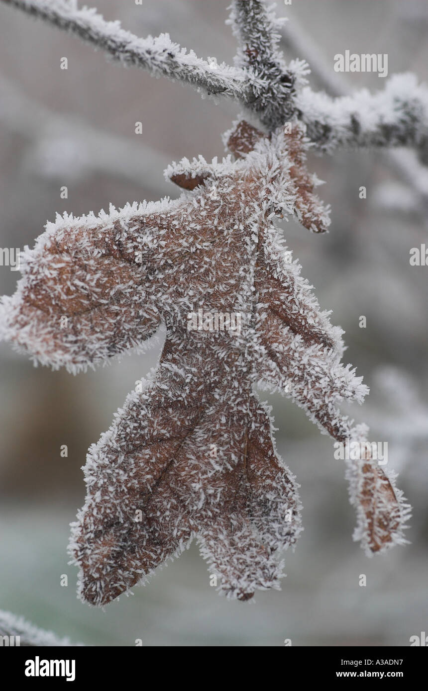 Frost on oak leaf Stock Photo
