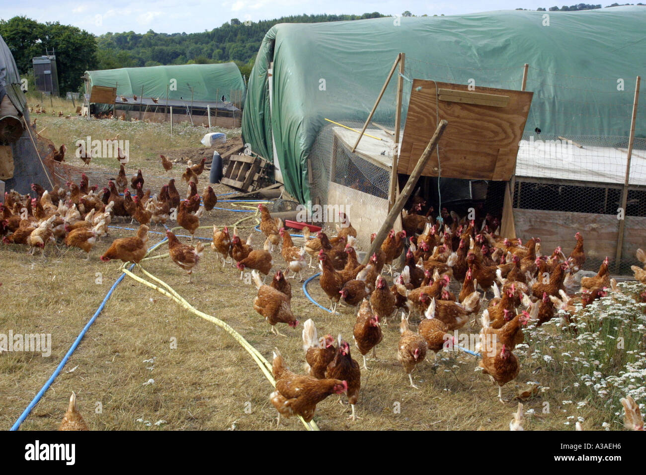 Organic Free Range Chickens Leaving The Barn To Roam Freely Inside