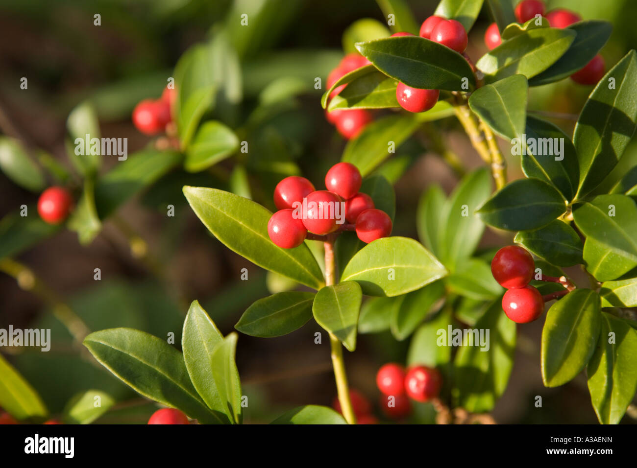Skimmia plant with red berries. Stock Photo