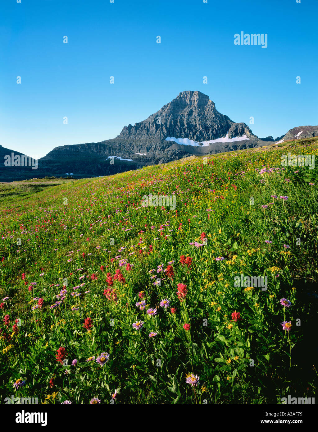 Mt Reynolds, Montana State, USA, Glacier National Park, MT, Logan Pass, Wildflowers, Indian Paintbrush, Daisy, Arnica, Rockies Stock Photo