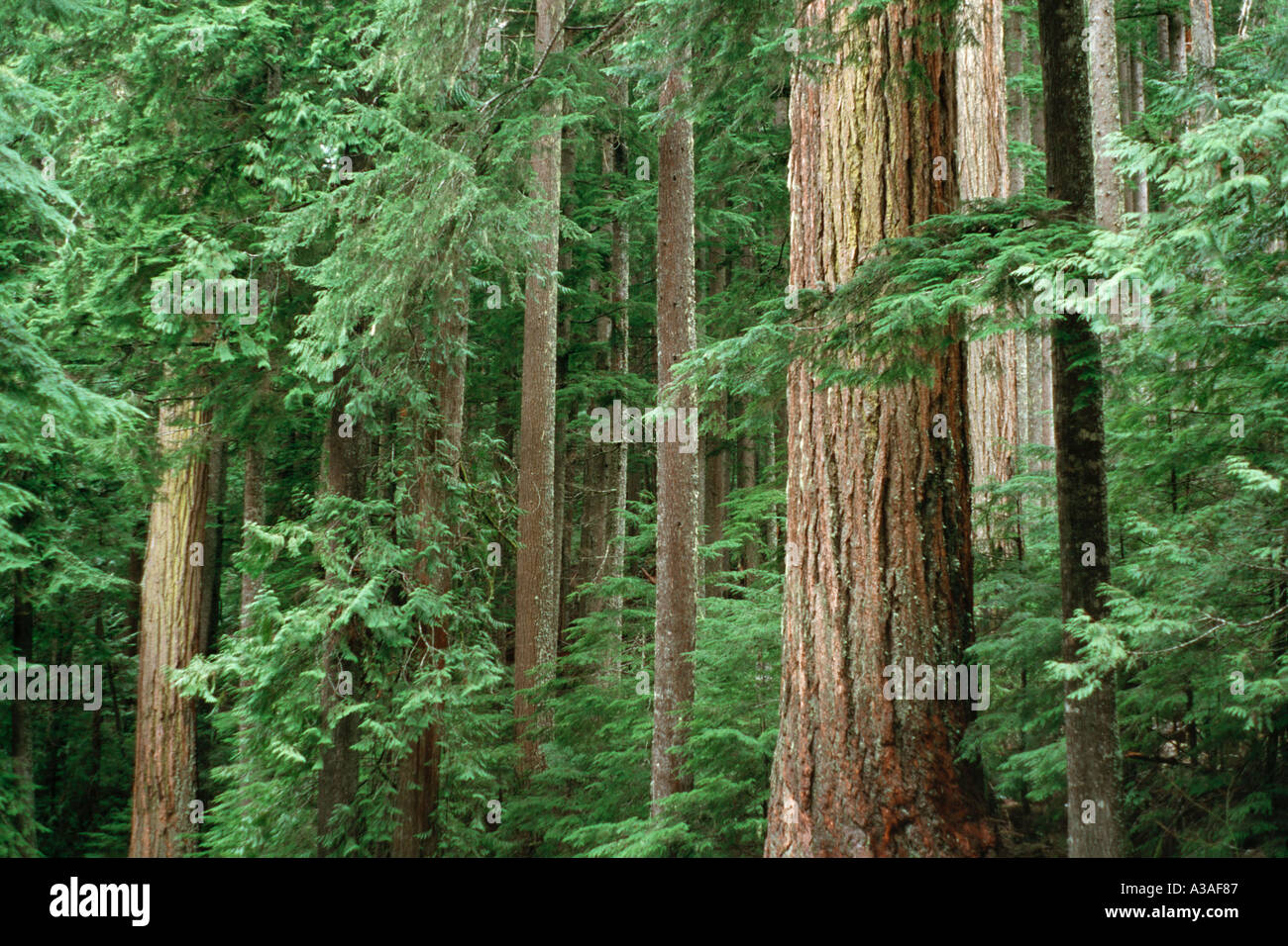 Old Growth Forest, Washington State, USA. Pacific NW, trees with light shining in Stock Photo