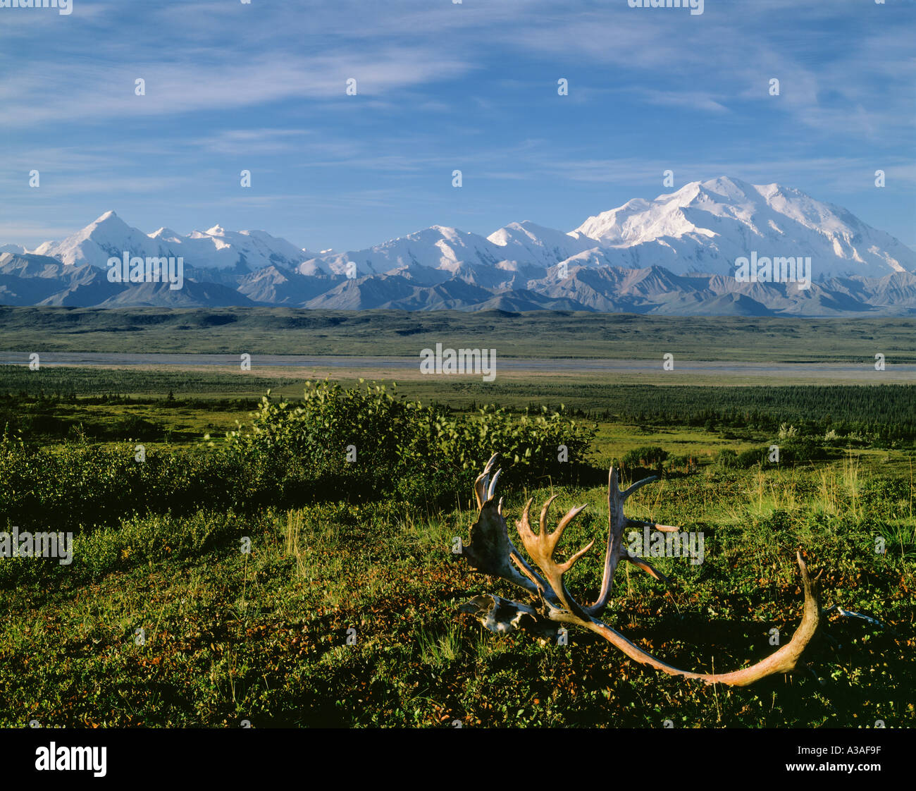 Denali National Park, Alaska, USA, Mt McKinley, Alaska Range, Mt Brooks on left to Denali on the right, Fallen Caribou Rack Stock Photo