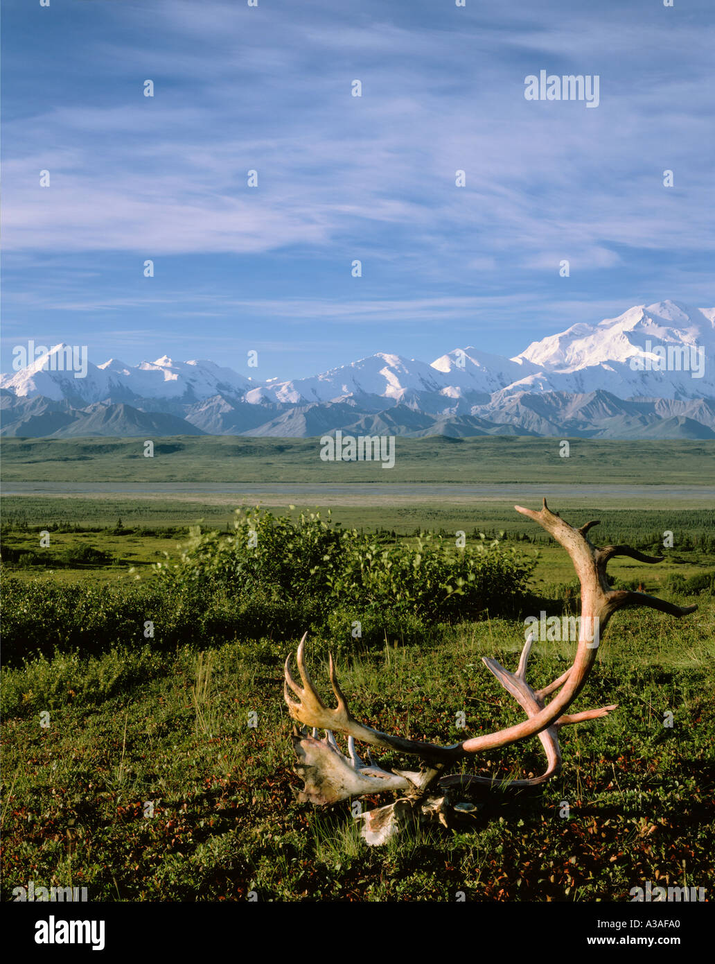 Denali National Park, Alaska, USA, Mt McKinley, Alaska Range, Mt Brooks on left to Denali on the right, Fallen Caribou Rack Stock Photo