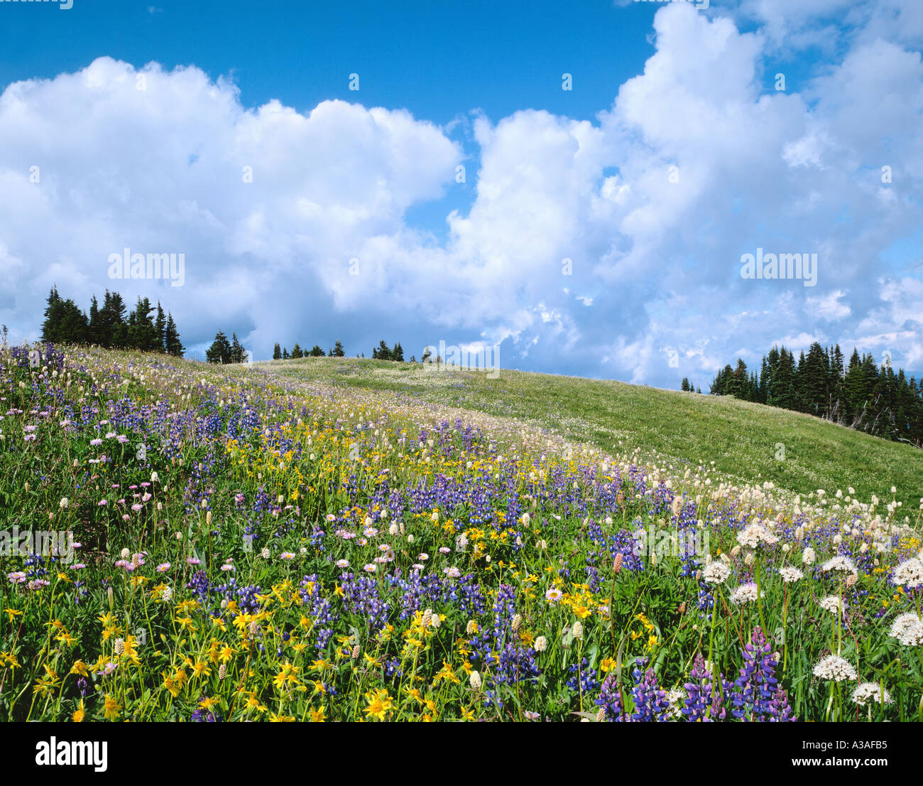 Mt Baker Wilderness Area, Washington State, USA, Pacific NW, North Cascades, Wildflowers, Skyline Divide, Lupine, Arnica Stock Photo
