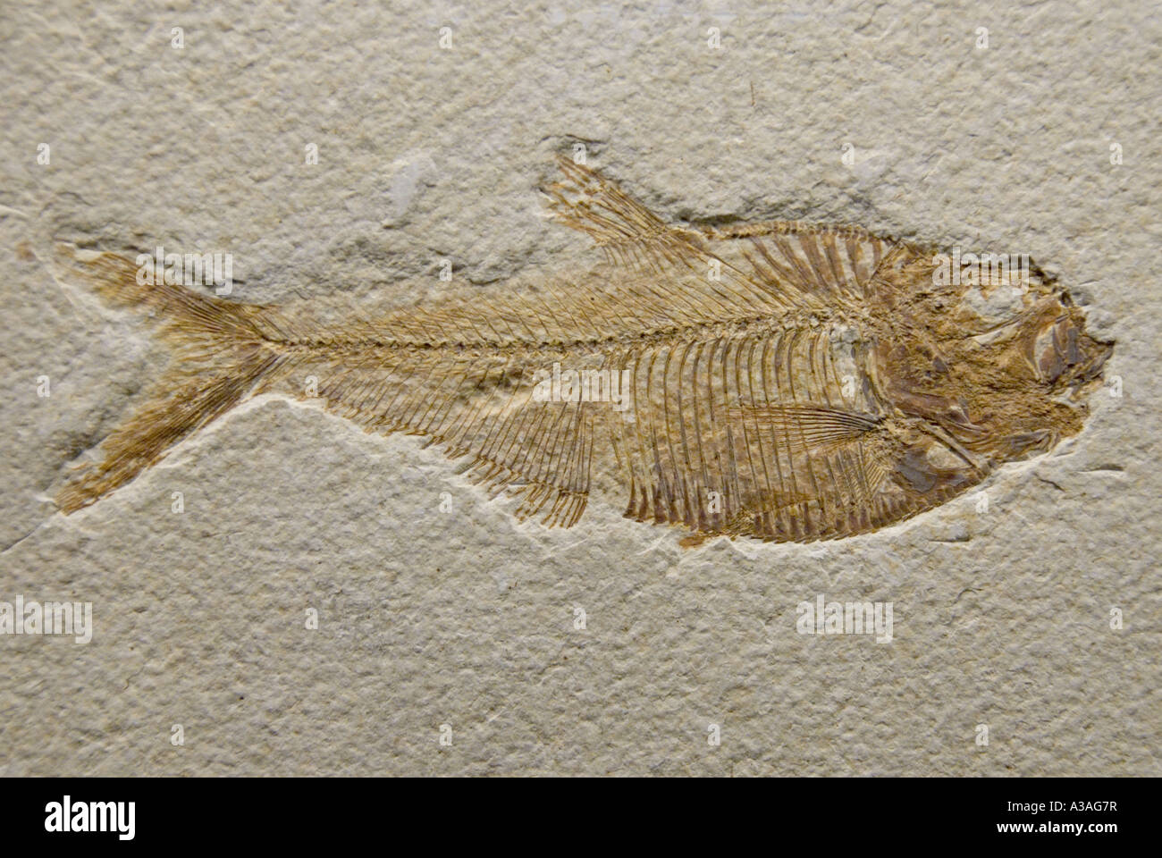 P33 060 Cranbrook Institute Of Science - Knightia Fossil Fish - Bloomfield Hills Michigan USA Stock Photo