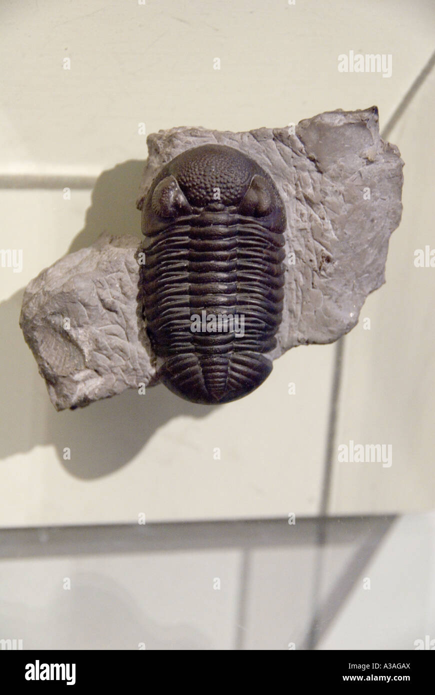 Fossil trilobite hi-res stock photography and images - Page 5 - Alamy