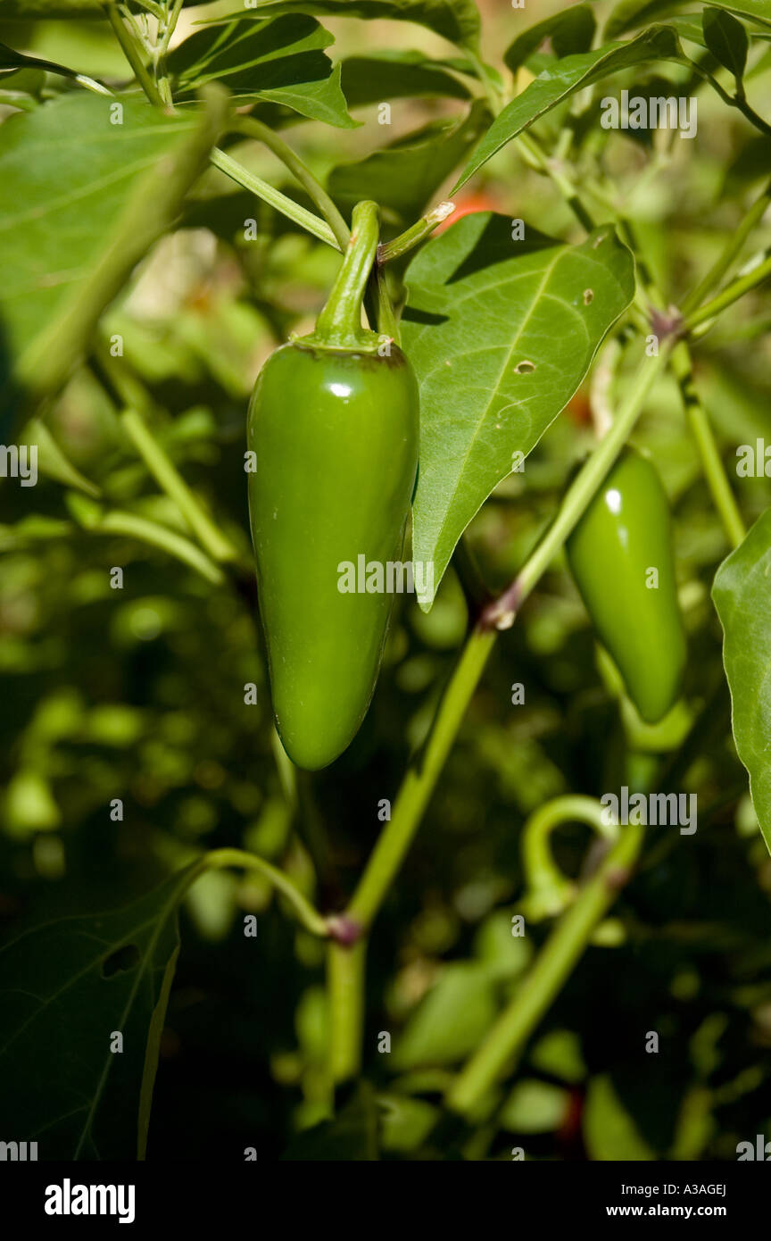 P33 113 Jalapeno Peppers on Vine in garden Stock Photo