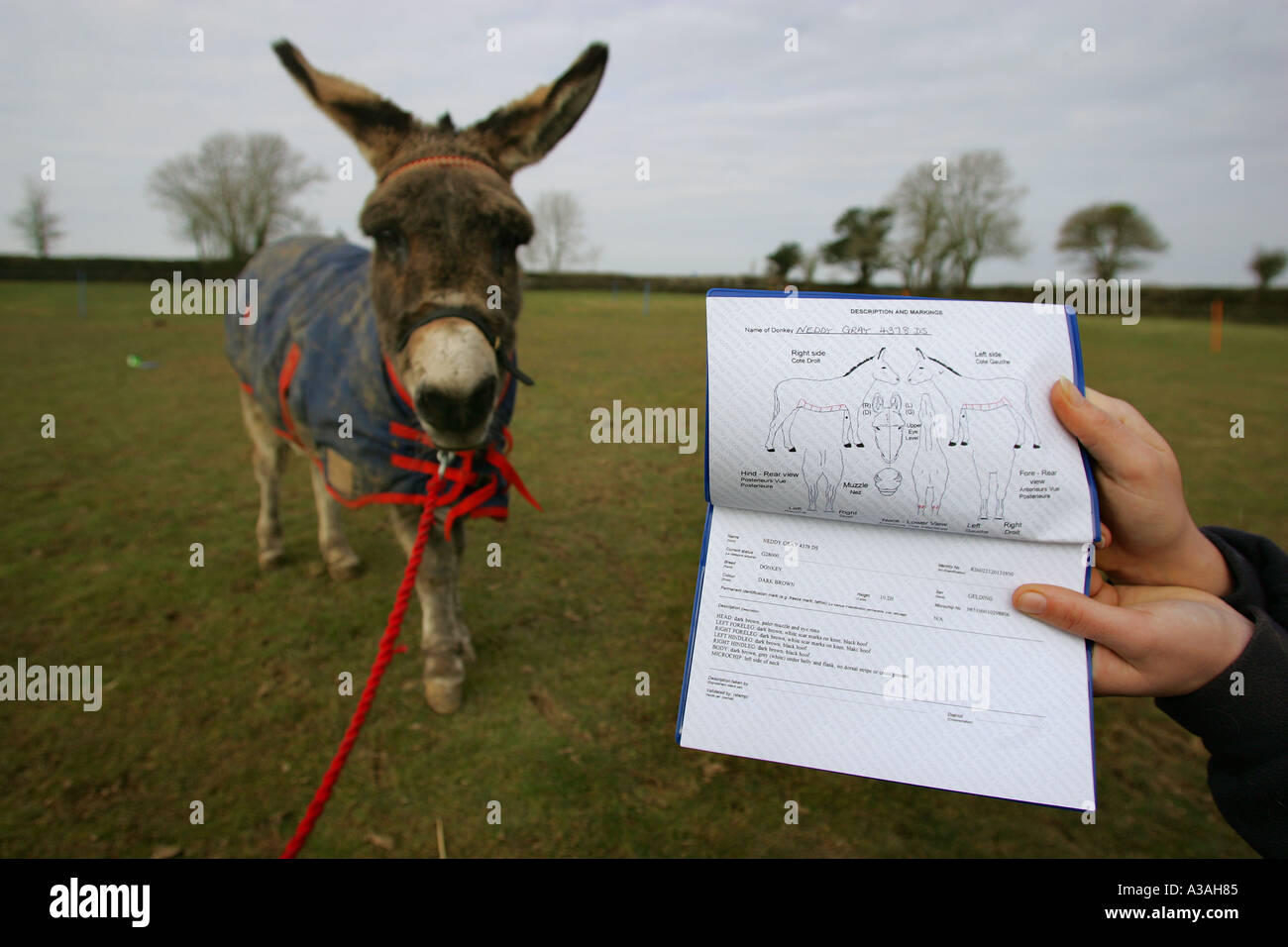 An equine passport and a donkey showing distinctive markings Stock