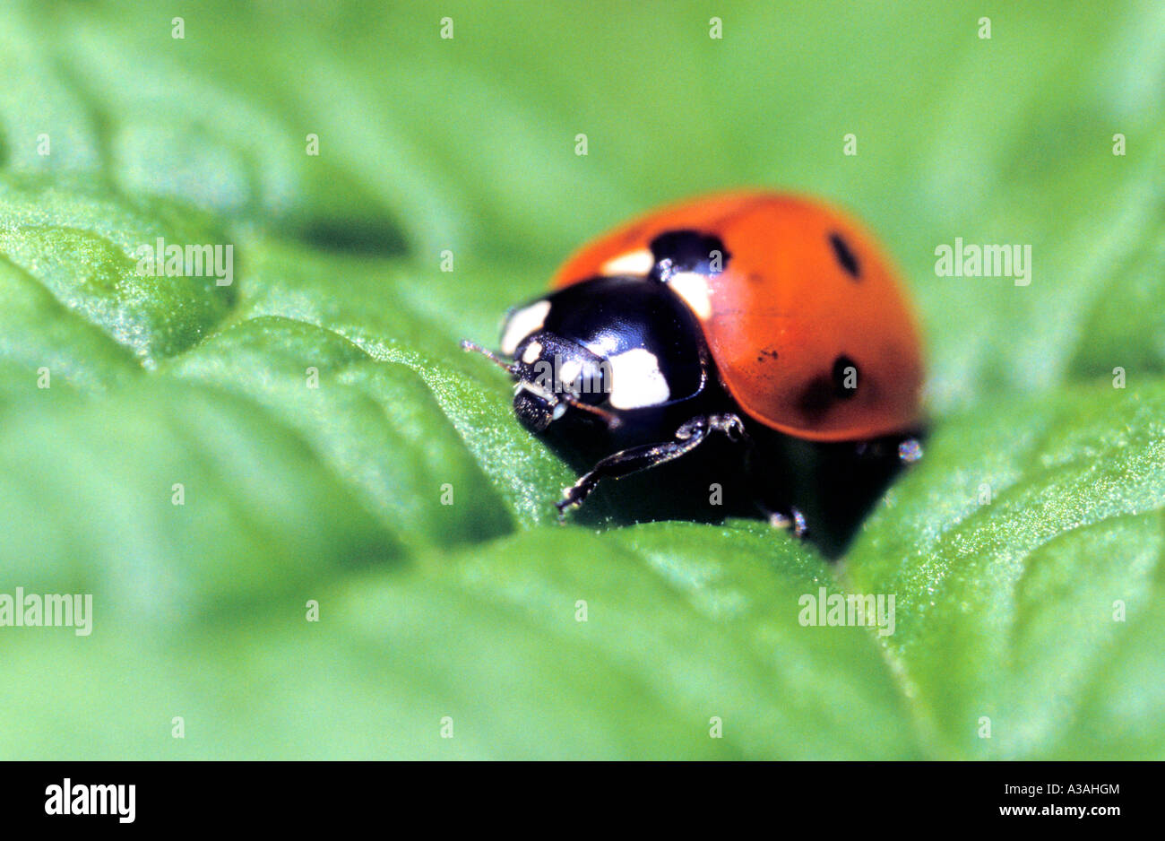 Eyed Ladybird (Anatis ocellata) Stock Photo