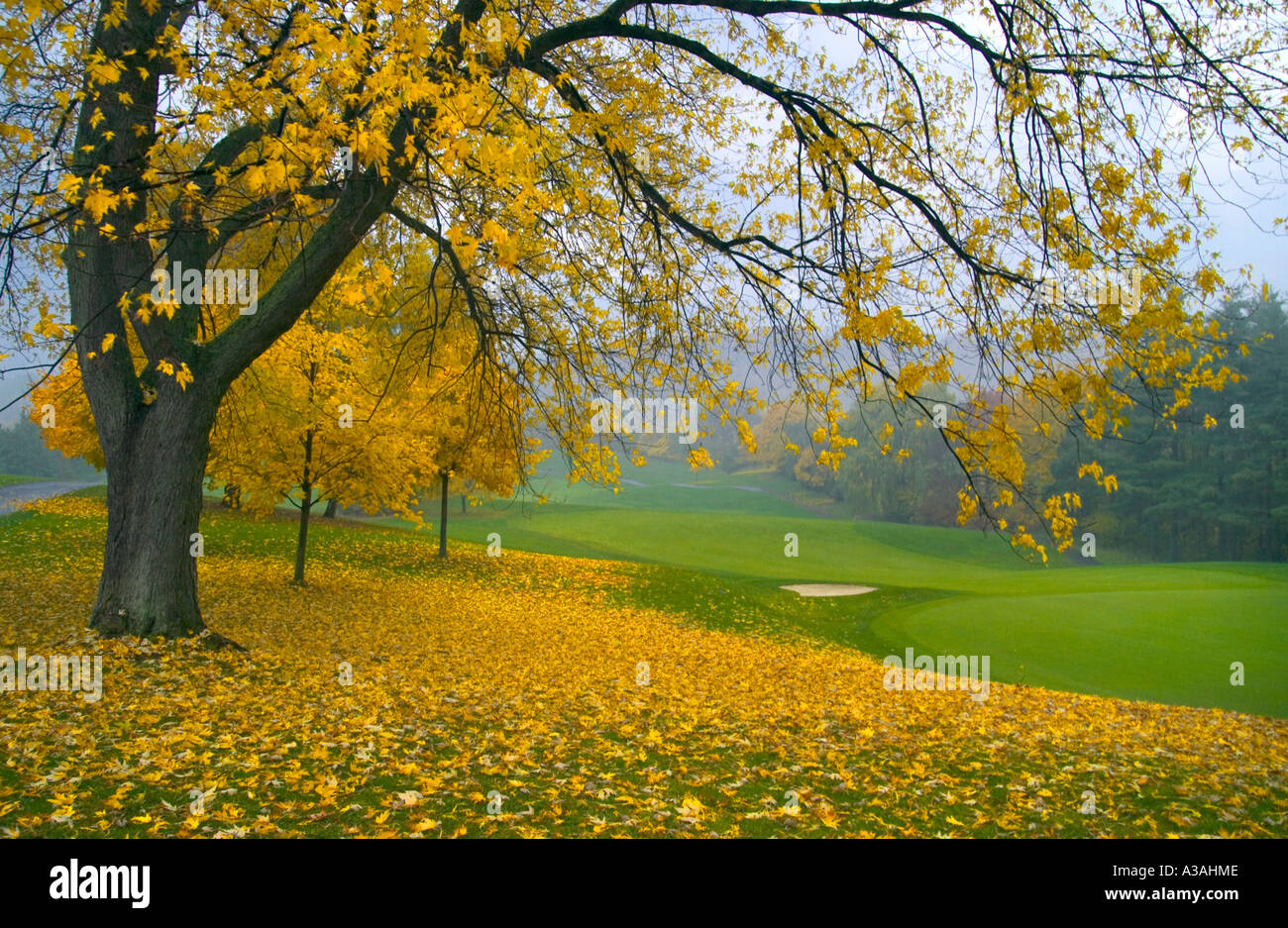 golf course scenery Stock Photo - Alamy
