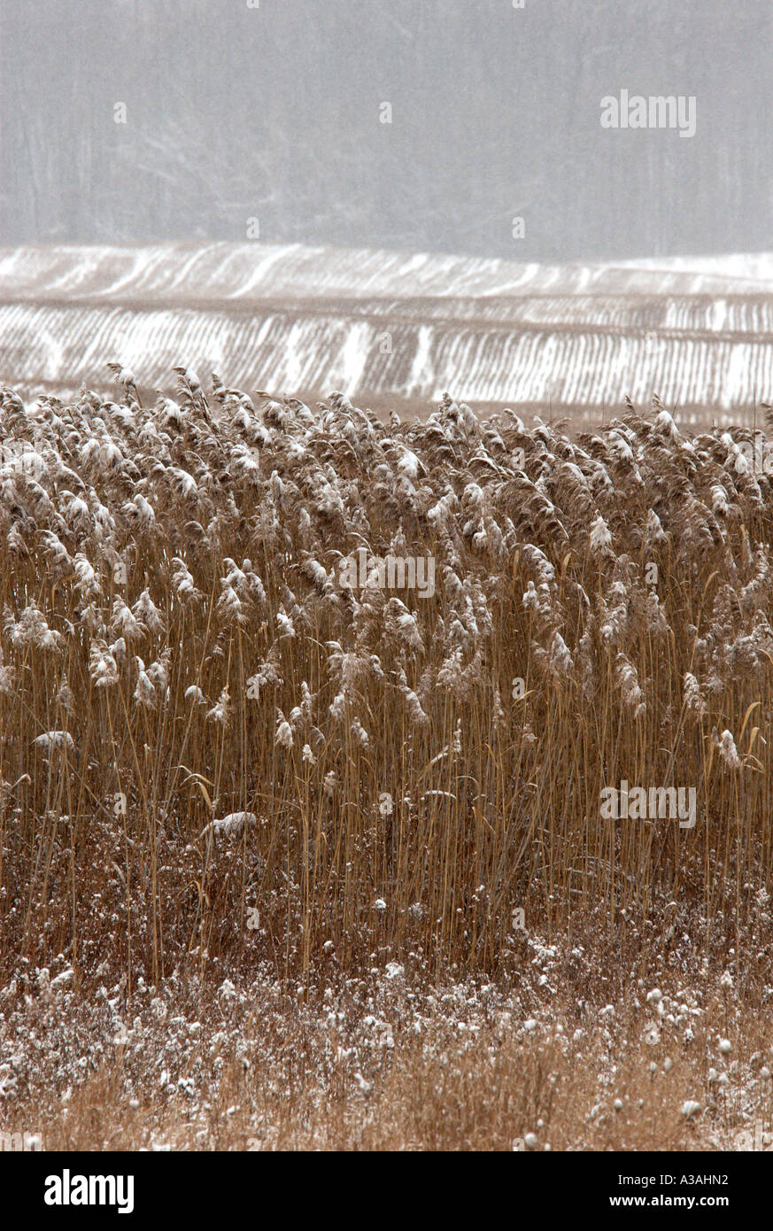 Winter scene Stock Photo