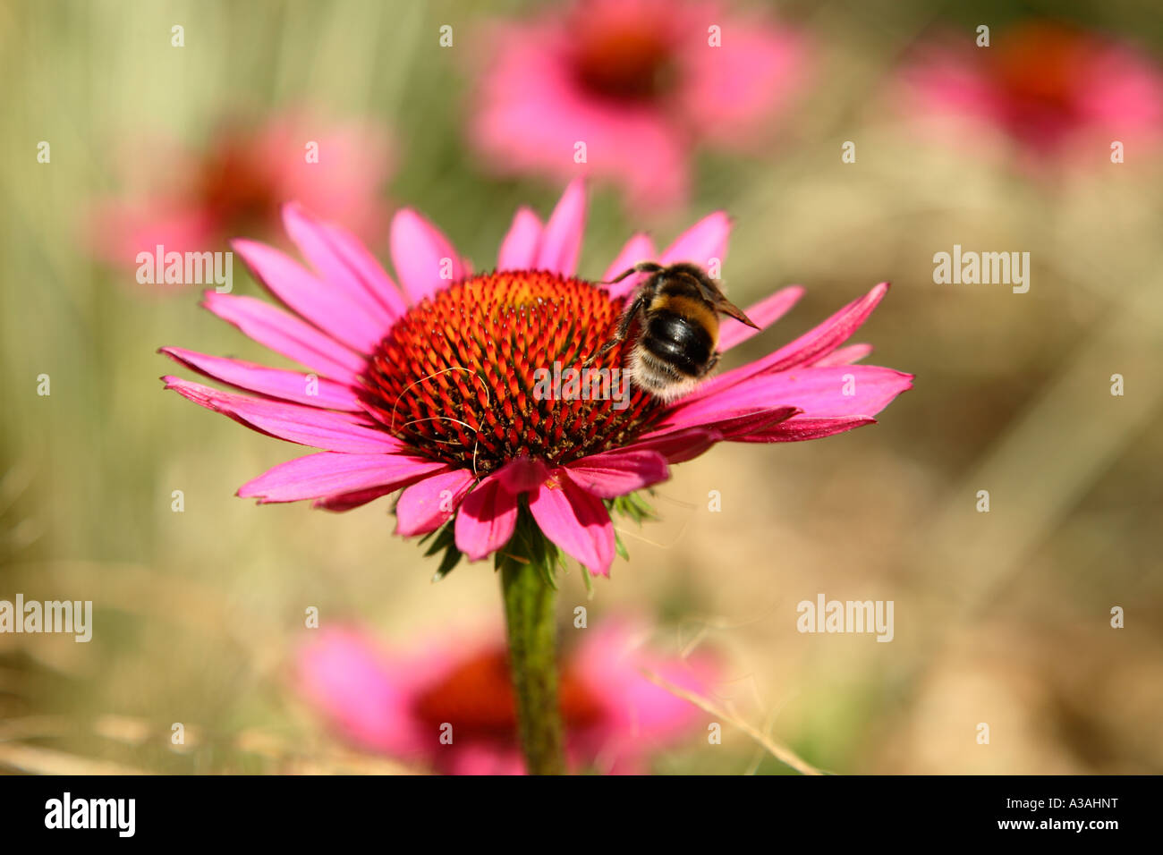 Buff Tailed Bumble Bee (Bombus terrestris) feeding on summer flowers, United Kingdom. Stock Photo