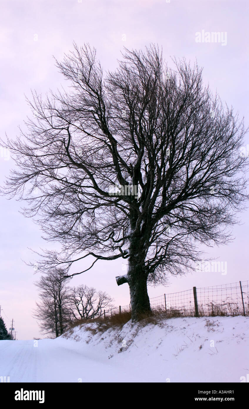 winter scene fence tree Stock Photo