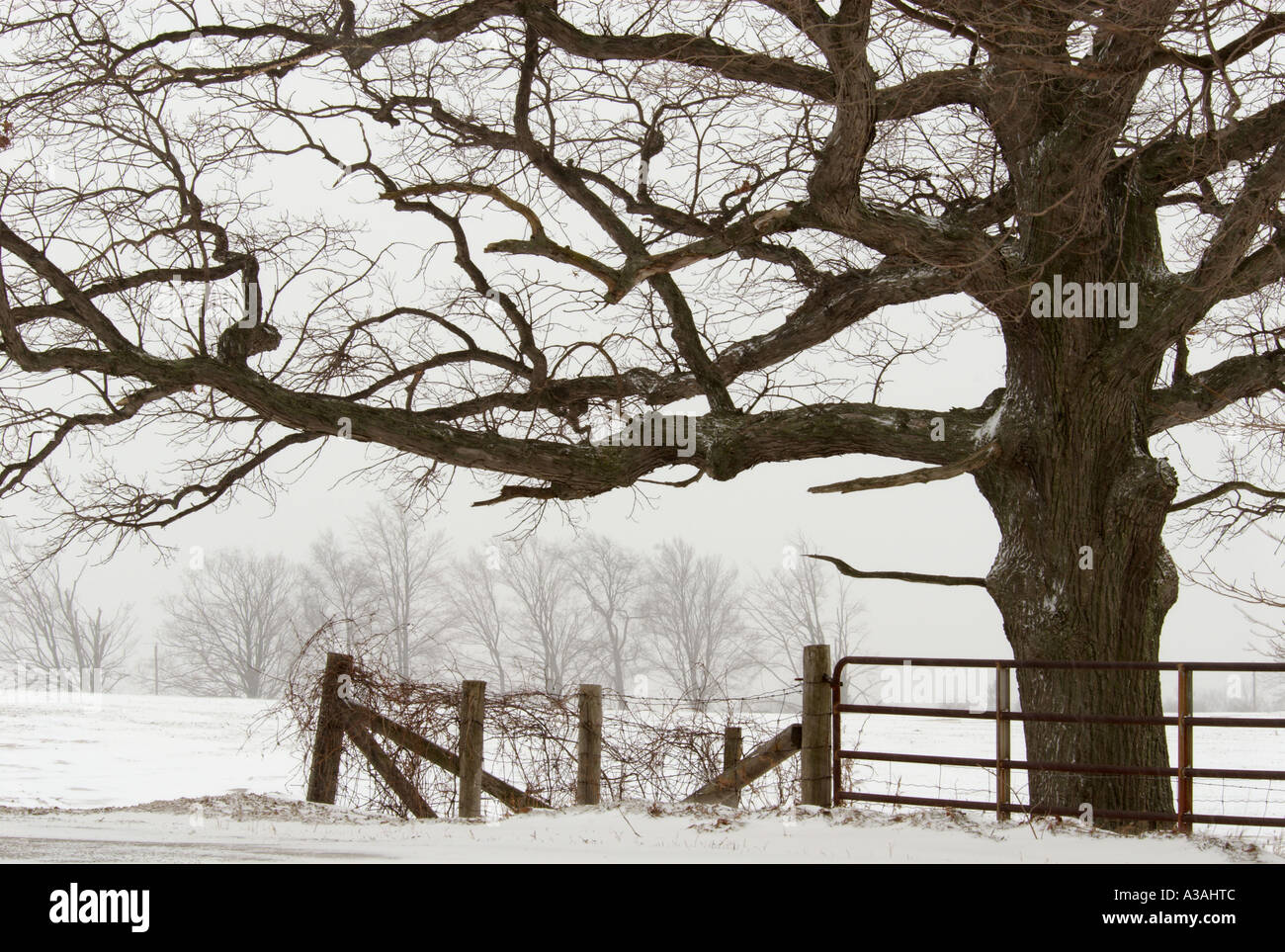 winter scene fence tree Stock Photo