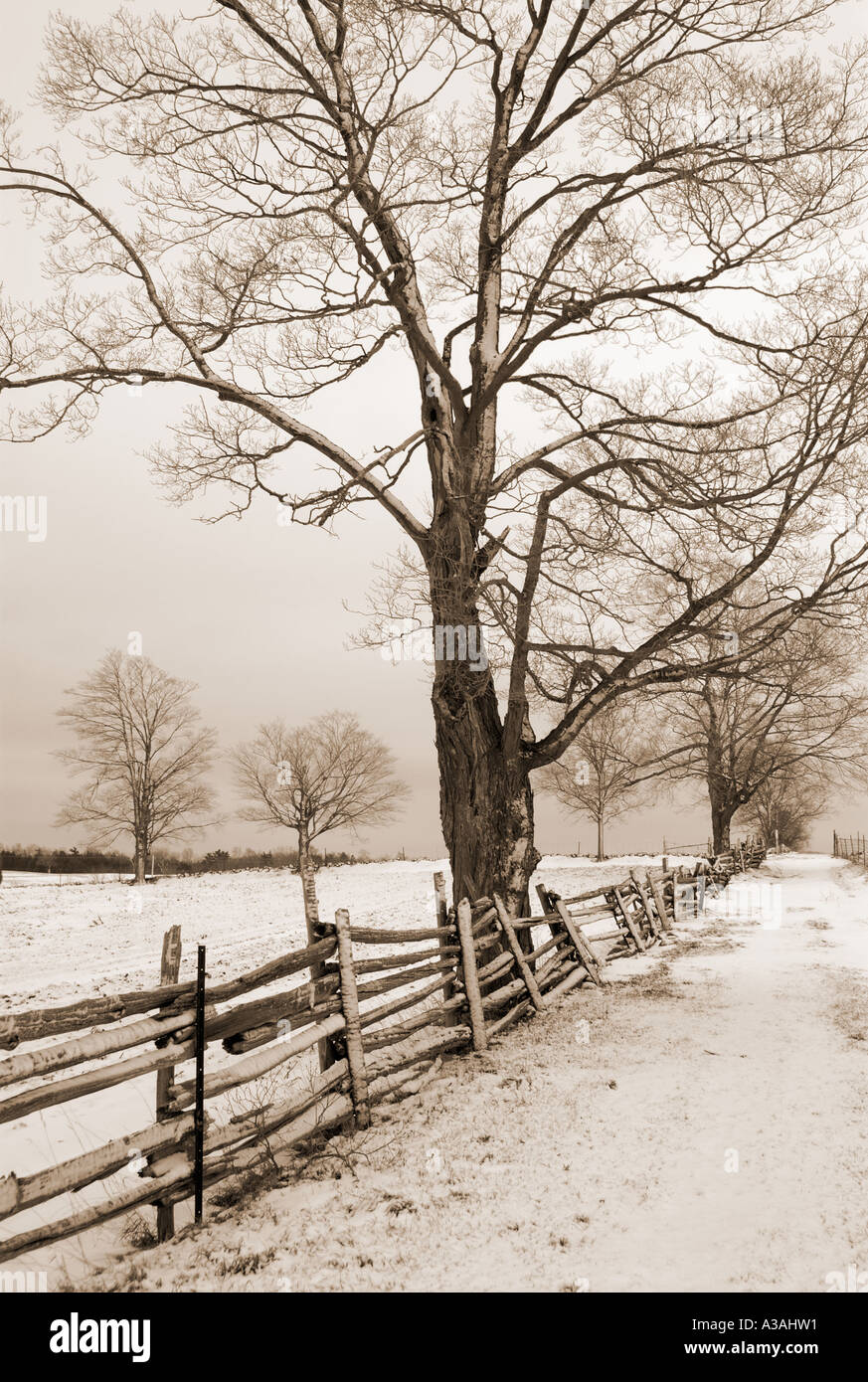 winter scene fence tree Stock Photo