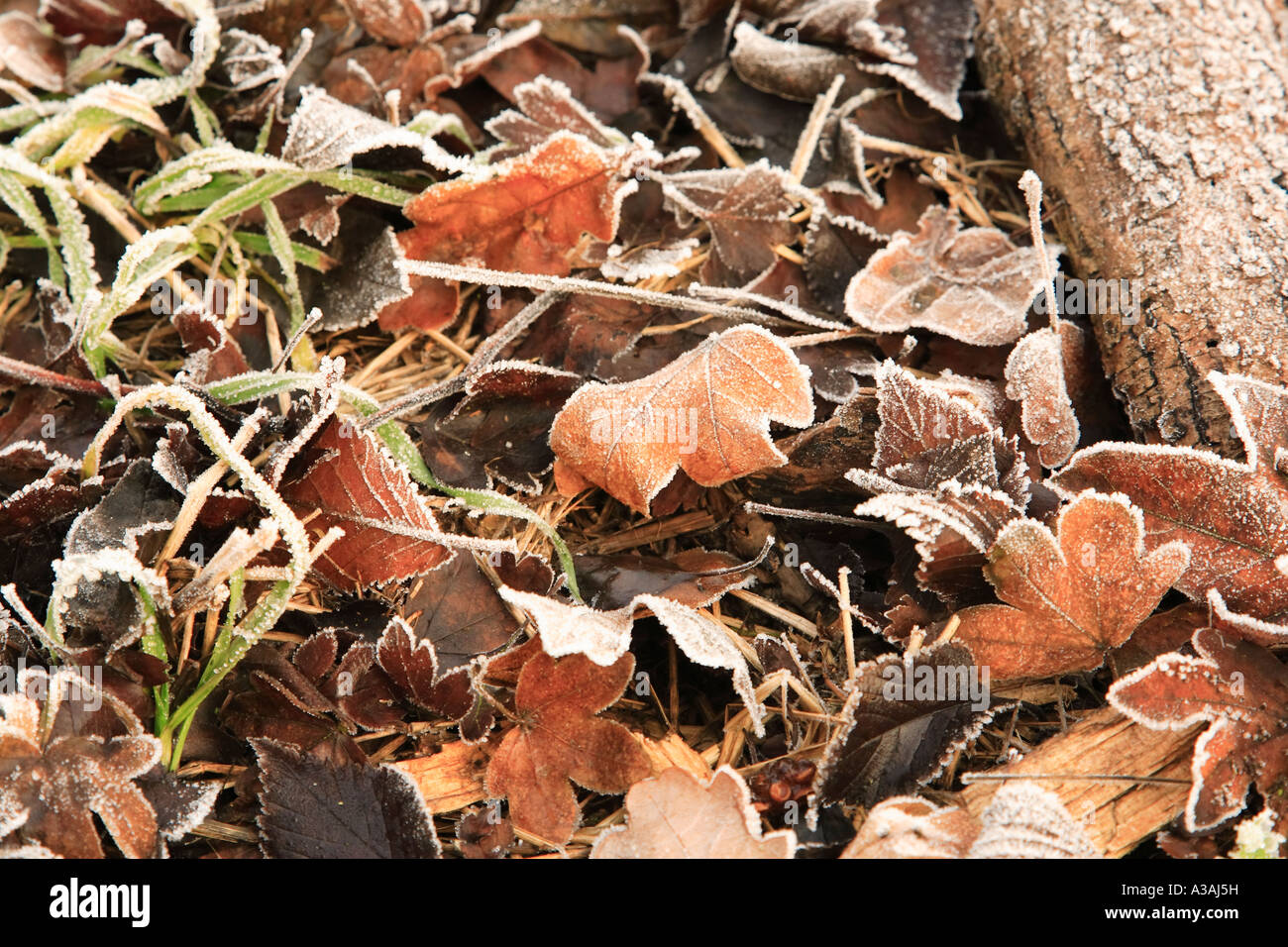 Woodland floor leaves hi-res stock photography and images - Alamy