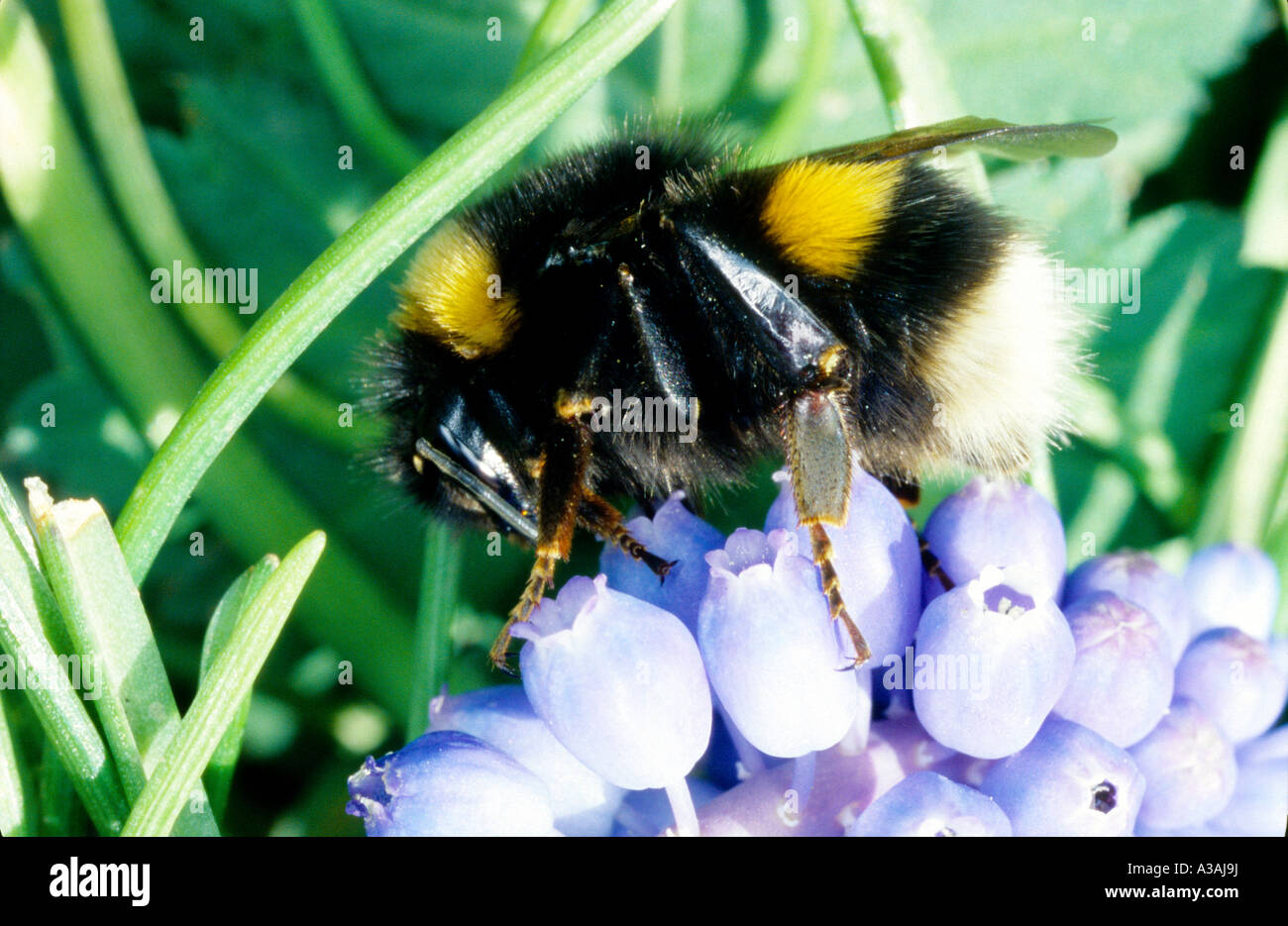 Buff Tailed Bumble Bee Bombus terrestris insect Stock Photo