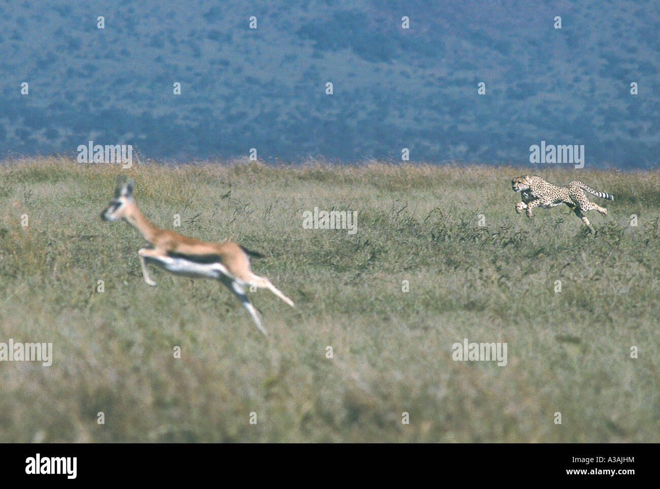 Cheetah at full speed hunting Thomson s Gazelle at Masai Mara National Reserve Kenya Stock Photo