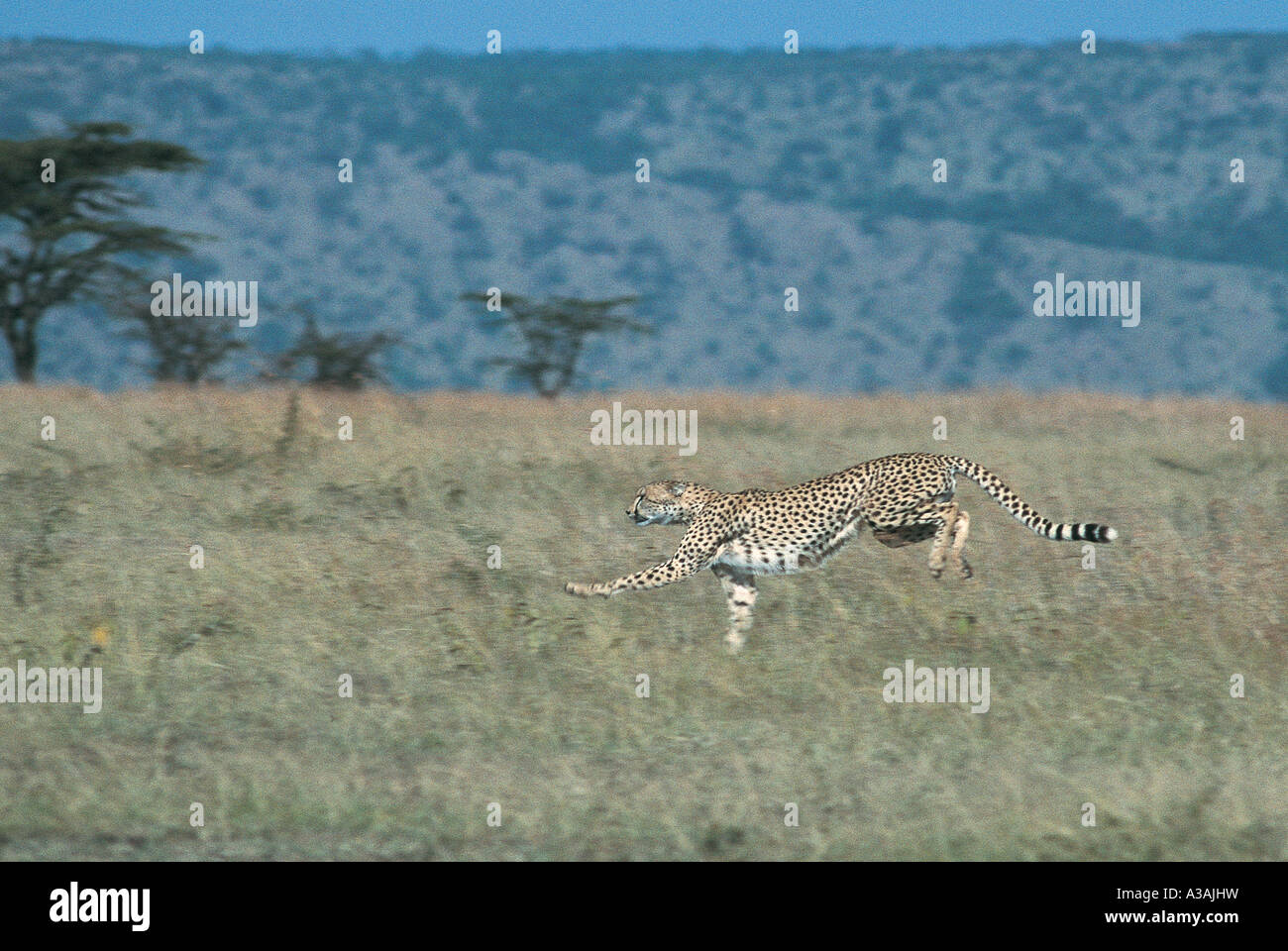 Cheetah at full speed whilst chasing Thomson s Gazelle at Masai Mara National Reserve Kenya Stock Photo