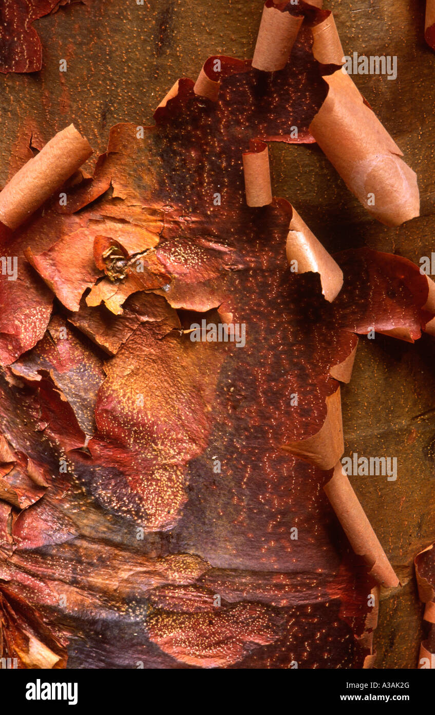 Peeling bark of Acer griseum the paper bark maple Stock Photo