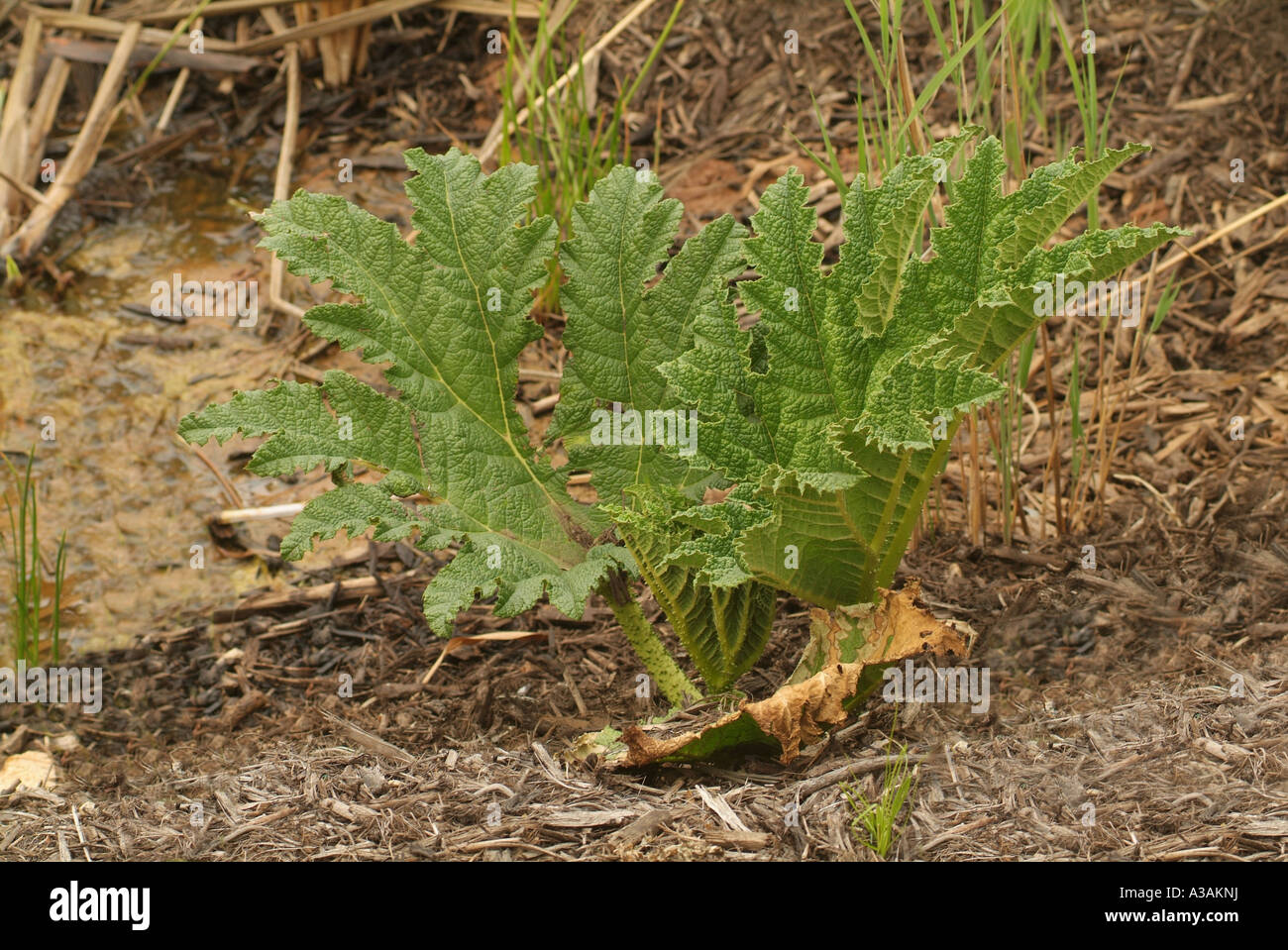 Chilean Rhubarb (Gunnera tinctoria) Stock Photo
