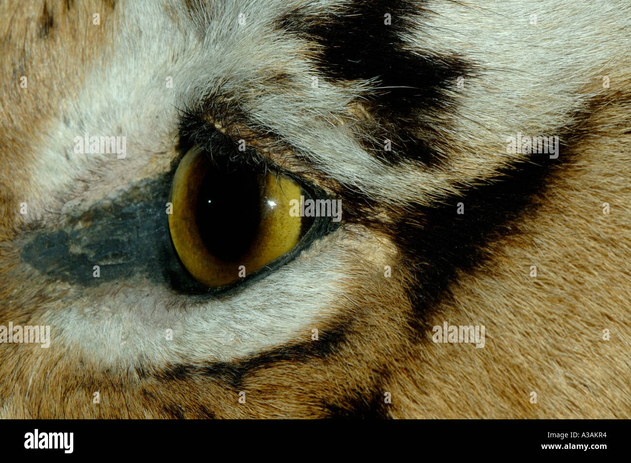 Tiger eye close up hires stock photography and images Alamy