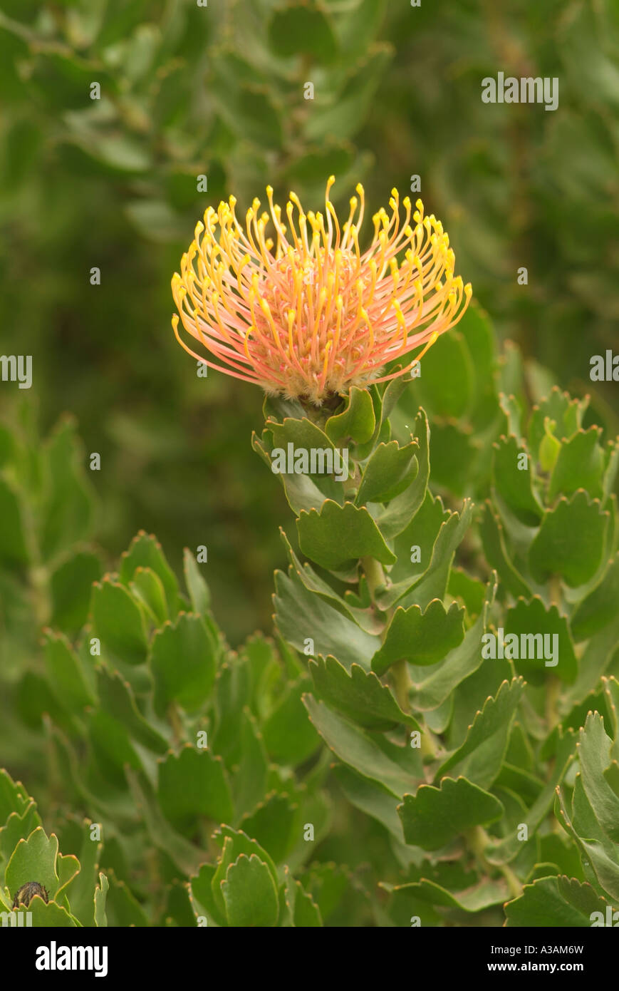 Waratah flower (Telopea species) native Australian plant Stock Photo