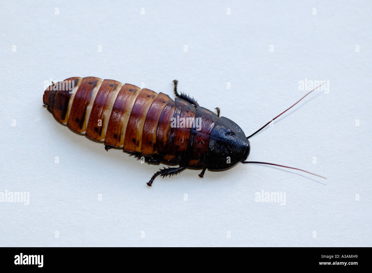 Cockroach Gromphadorhina portentosa Stock Photo