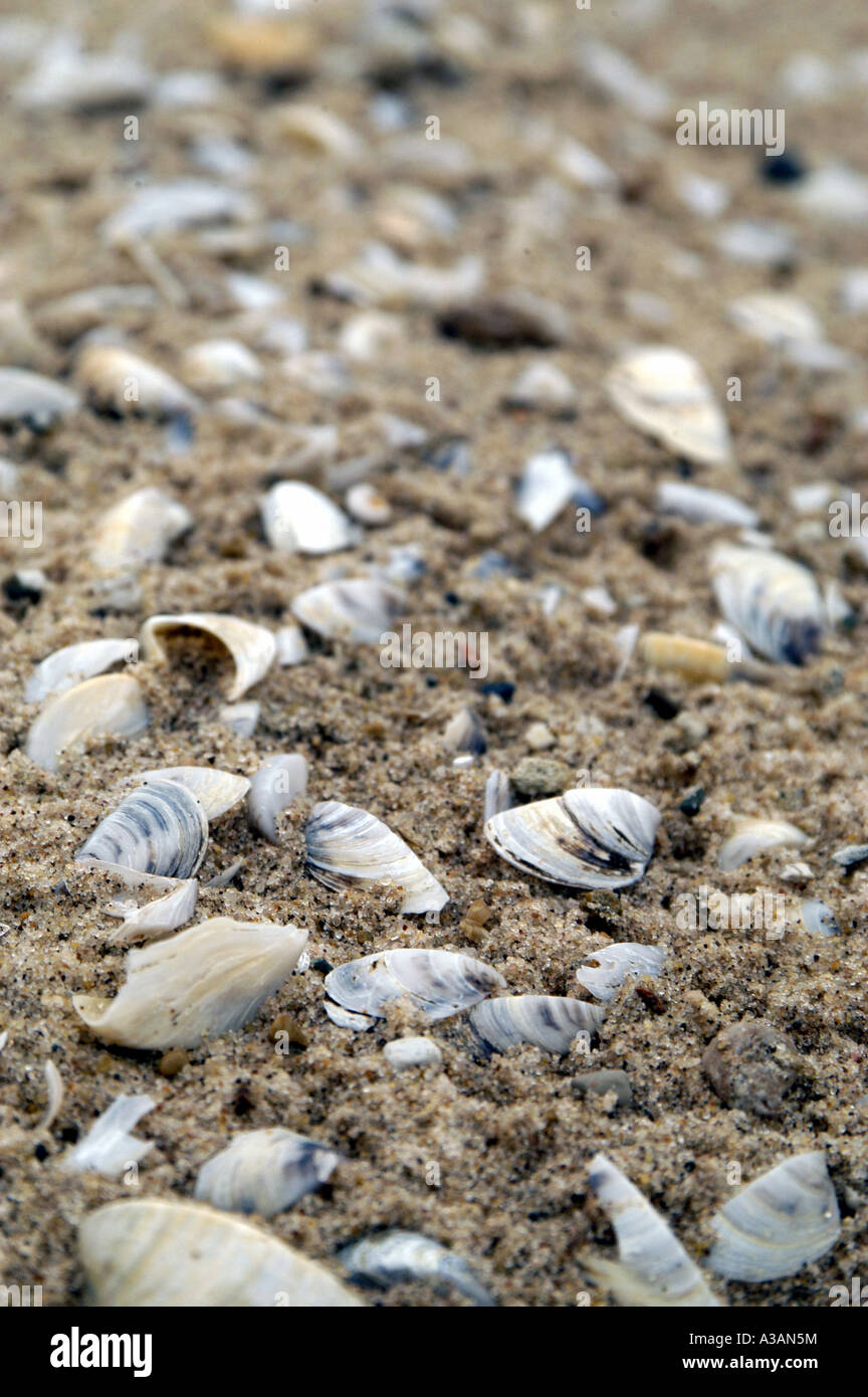 zebra mussels in lake michigan