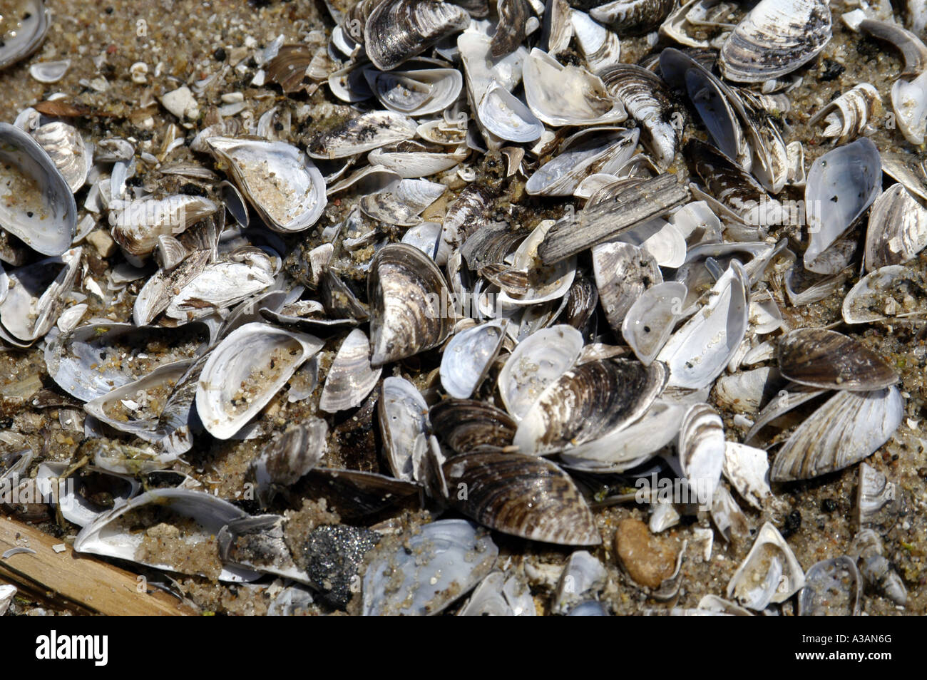 Zebra mussels hi-res stock photography and images - Alamy