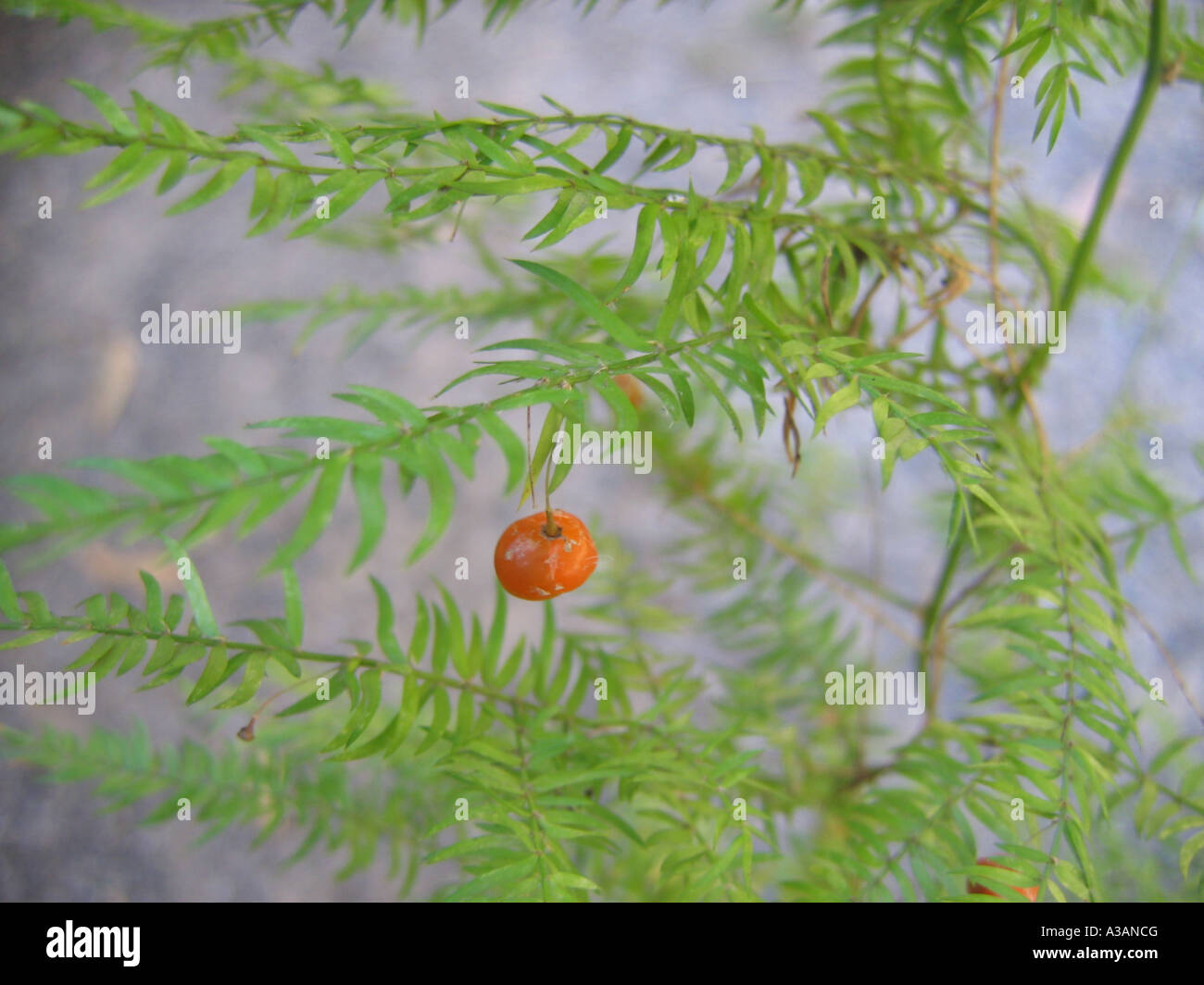 Asparagus fern (Asparagus scandens) with fruit berry Stock Photo