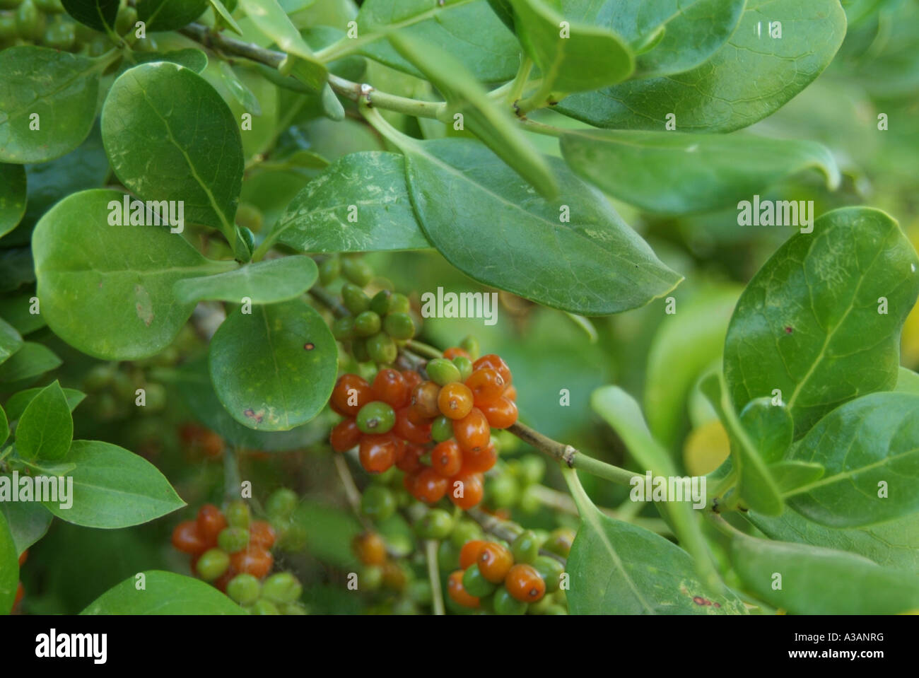 Mirrorbush (Coprosma repens) with fruit berries Stock Photo